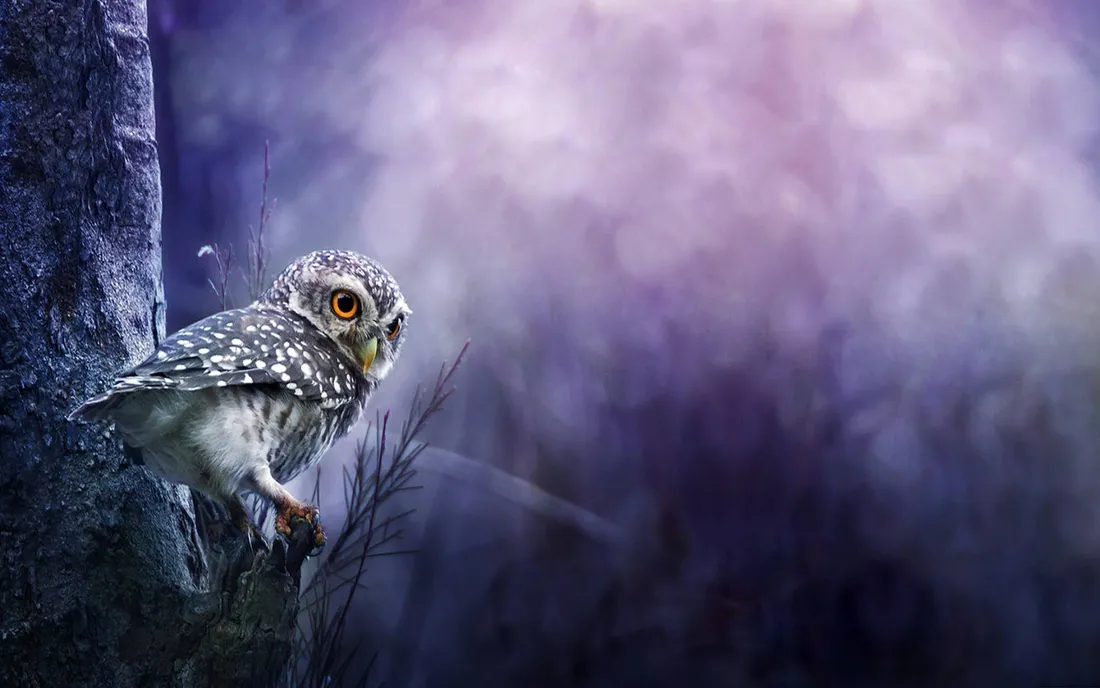 Blue Owl