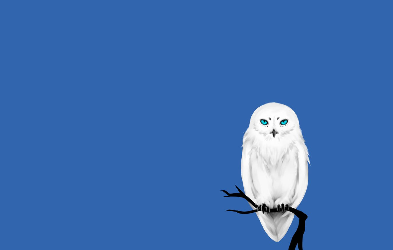 Blue Owl, white owl, piercing blue eyes, HD Desktop Wallpaper