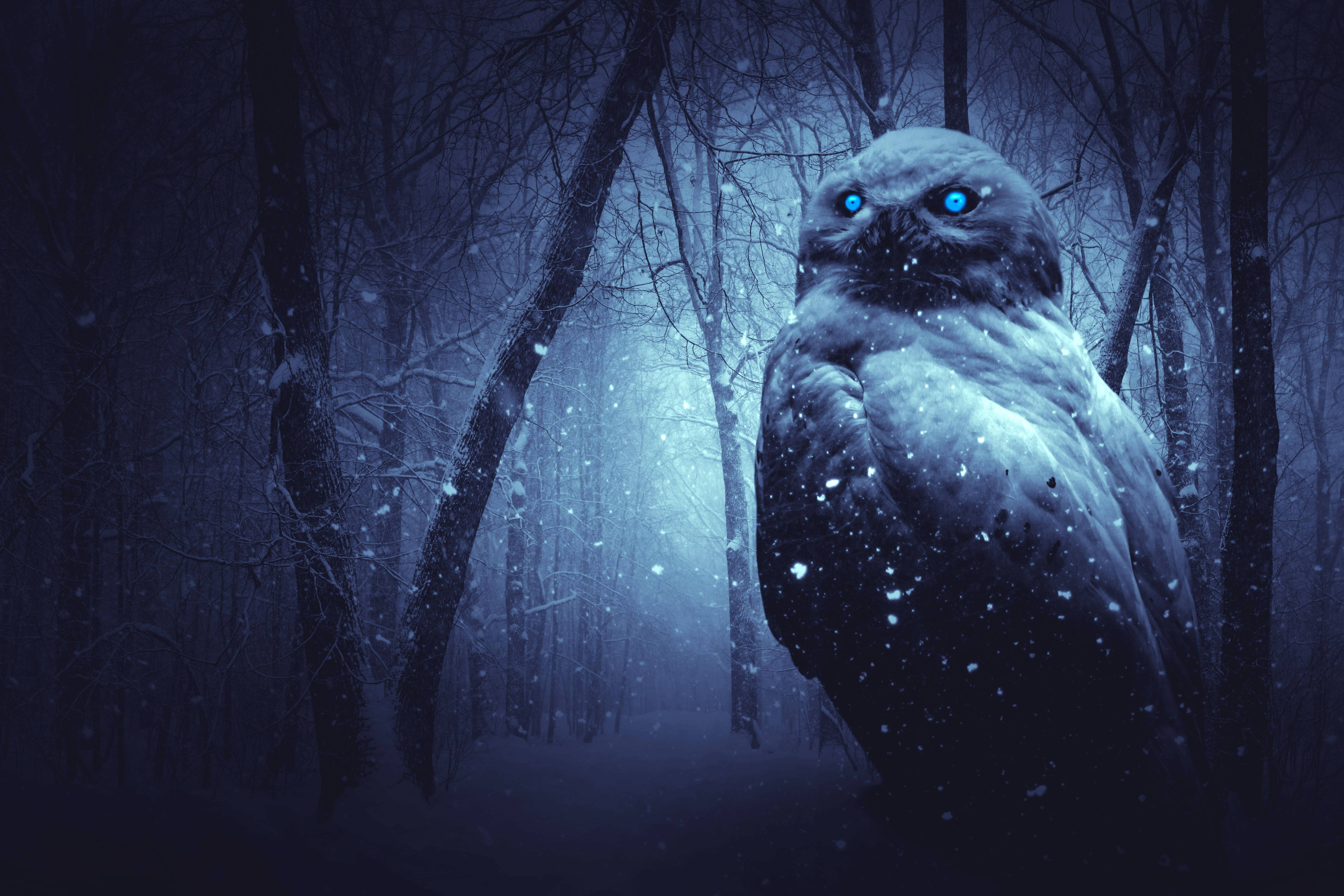 Blue Owl, glowing-eyed owl, snowy winter forest, 5K Desktop Wallpaper