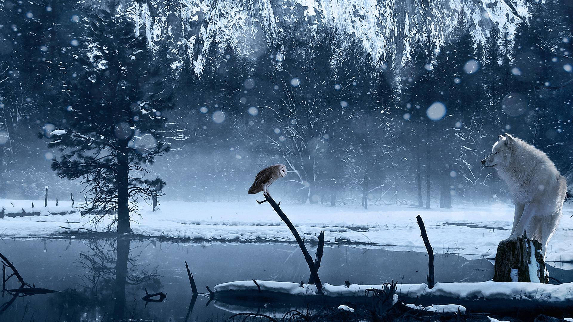 Blue Owl, wolf, snowy forest, Full HD Desktop Wallpaper