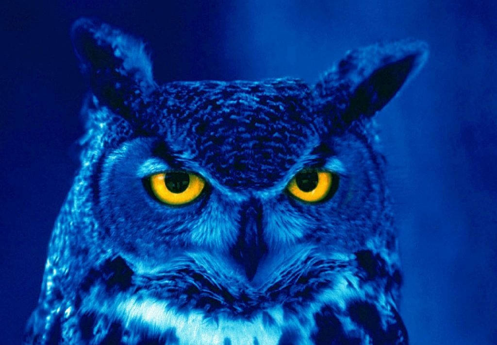 Blue Owl, great horned owl, piercing yellow eyes, SD Desktop Wallpaper