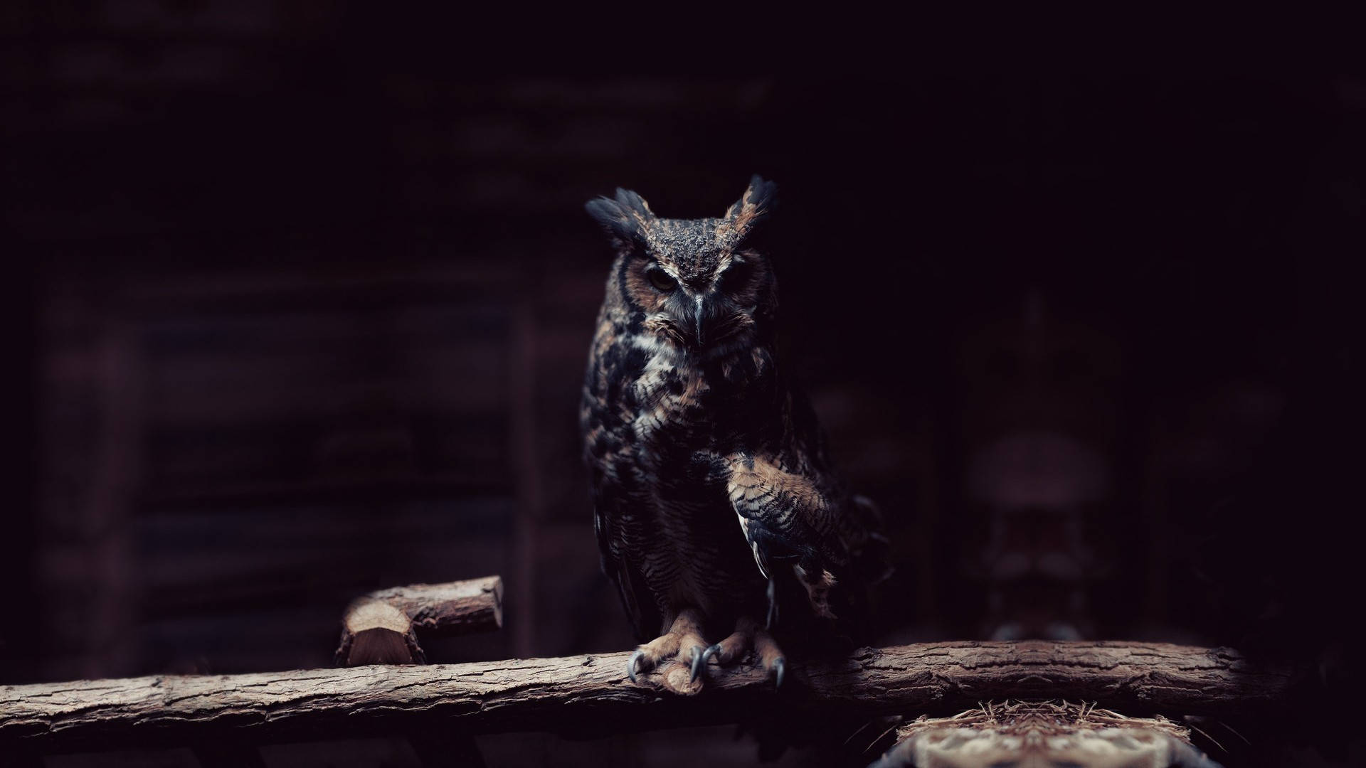 great horned owl, weathered log, dimly lit forest, Full HD Desktop Wallpaper