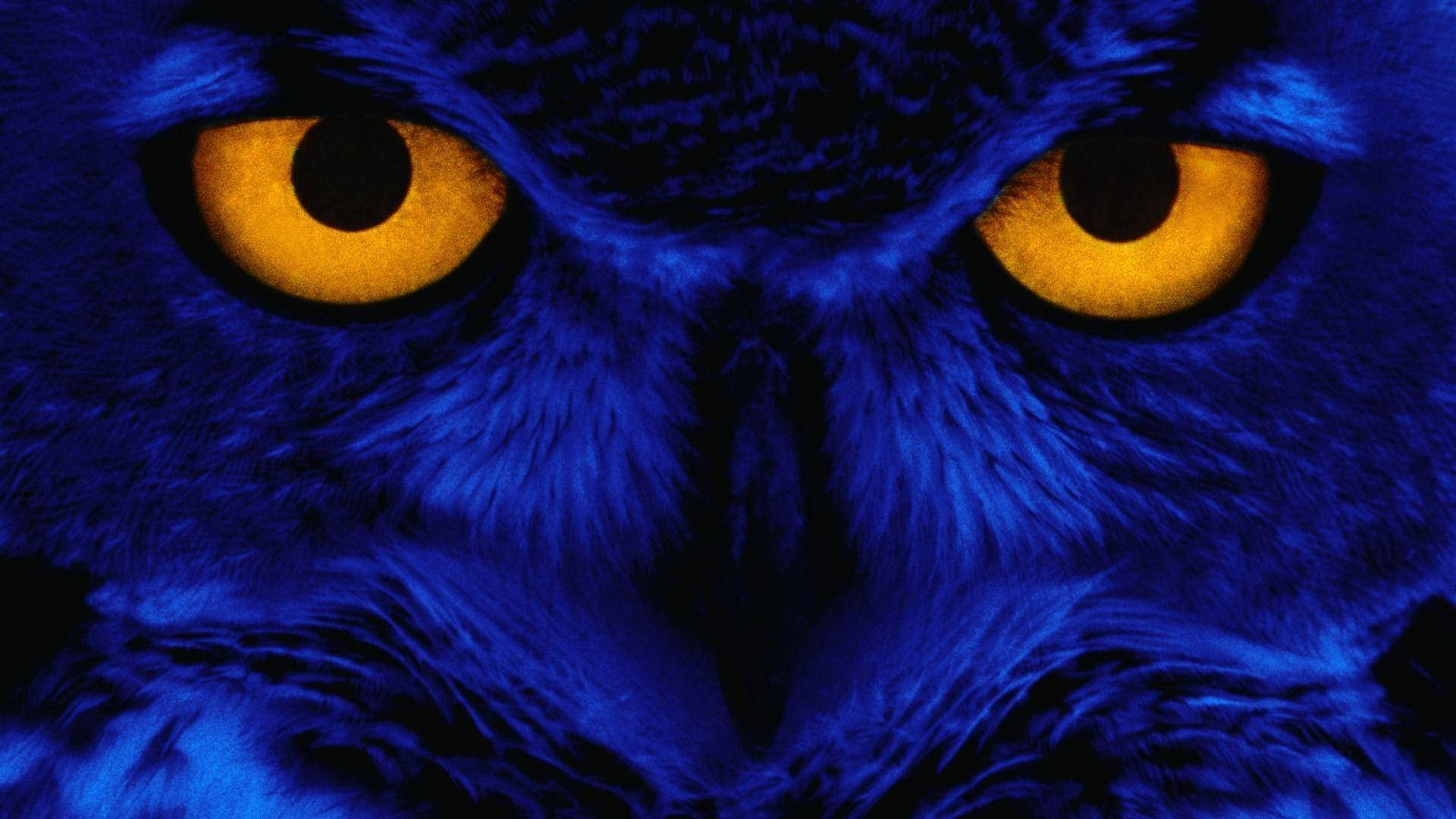 Blue Owl, yellow eyes, electric blue feathers, Full HD Desktop Wallpaper
