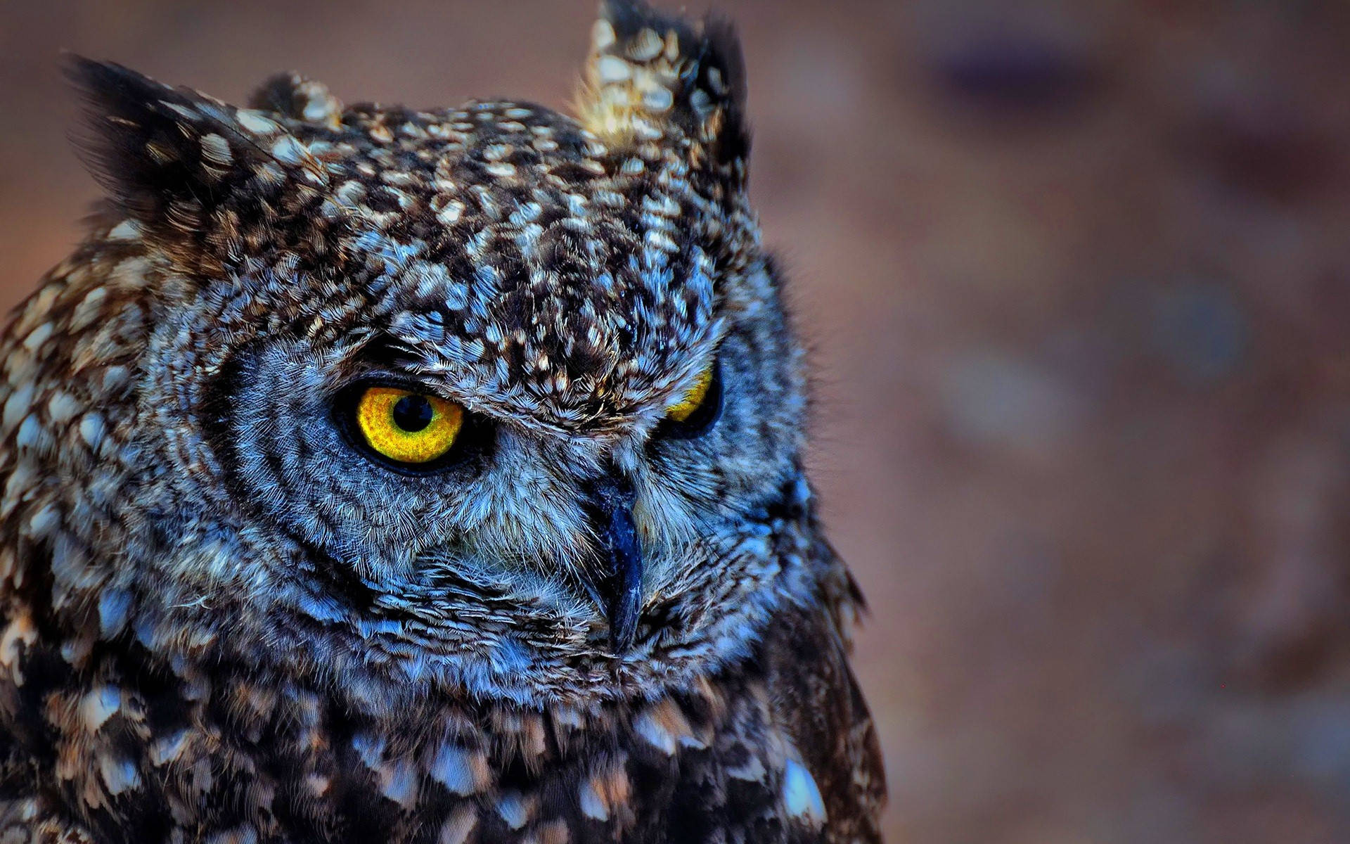 Blue Owl, great horned owl, piercing yellow eyes, Full HD Desktop Wallpaper