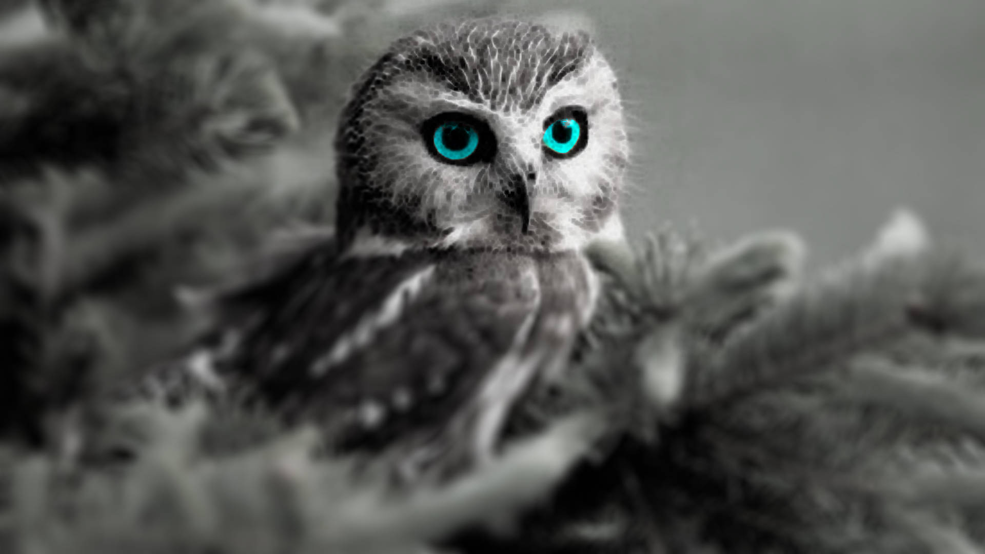 Blue Owl, monochrome, piercing bright blue eyes, Full HD Desktop Wallpaper