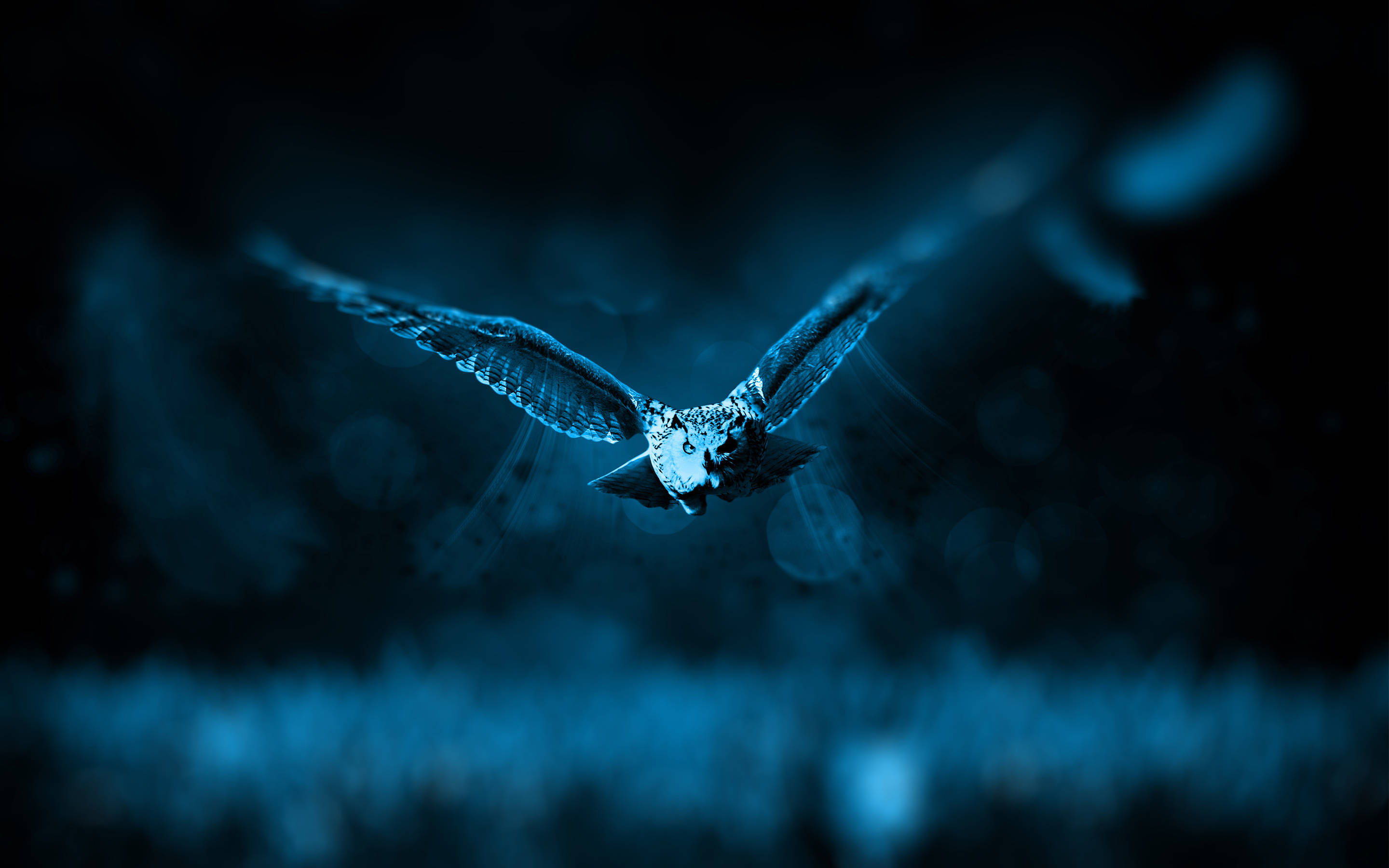 Blue Owl, snowy owl, deep blue night sky, 2K Desktop Wallpaper