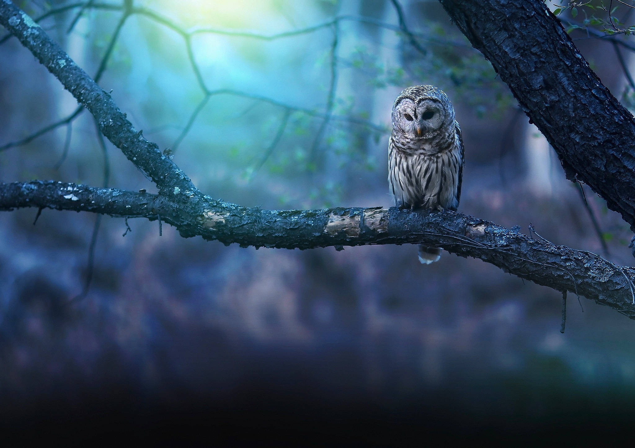 Blue Owl, barred owl, mossy branch, Full HD Desktop Wallpaper