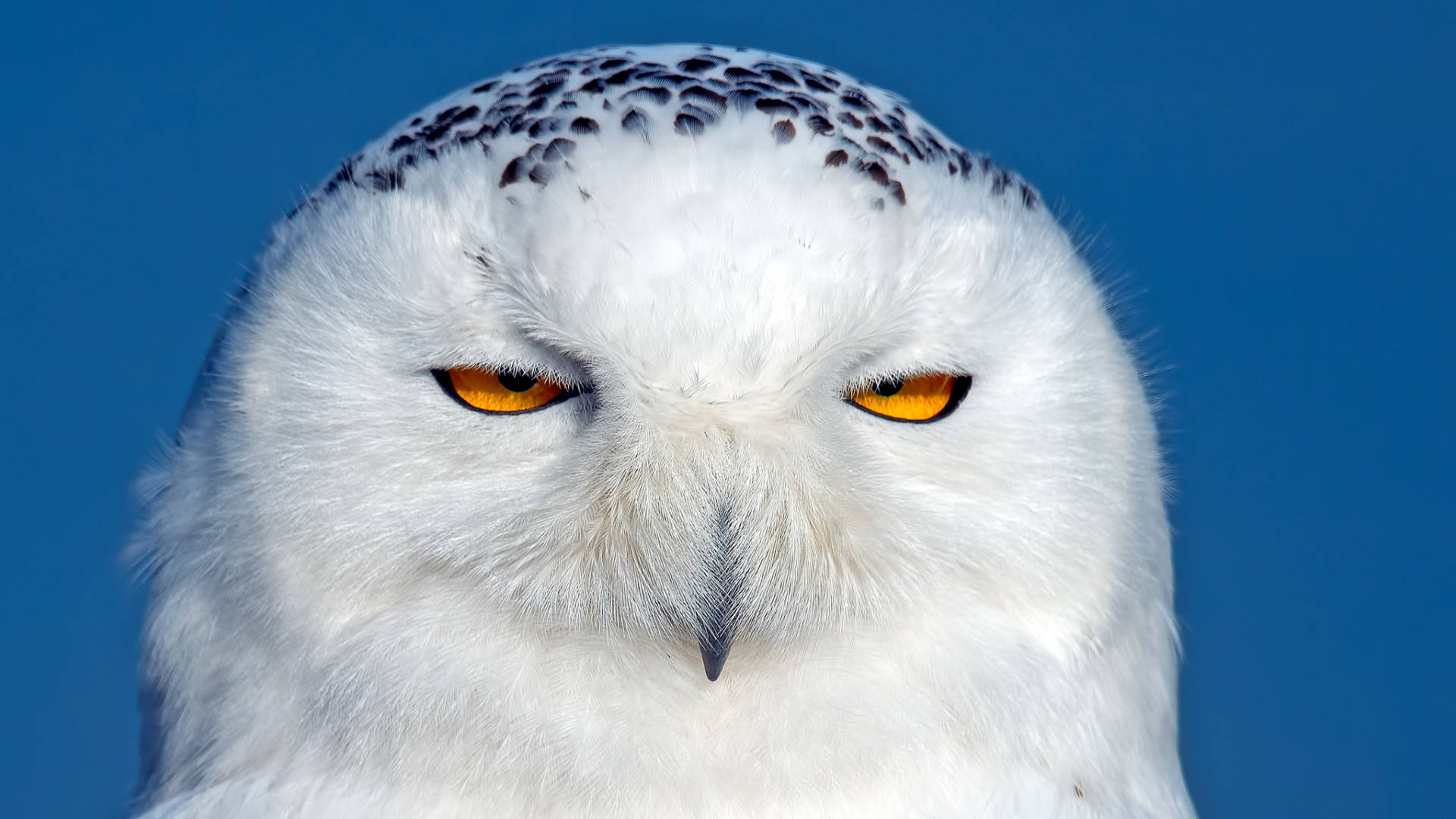 Blue Owl, snowy owl, piercing orange eyes, Full HD Desktop Wallpaper