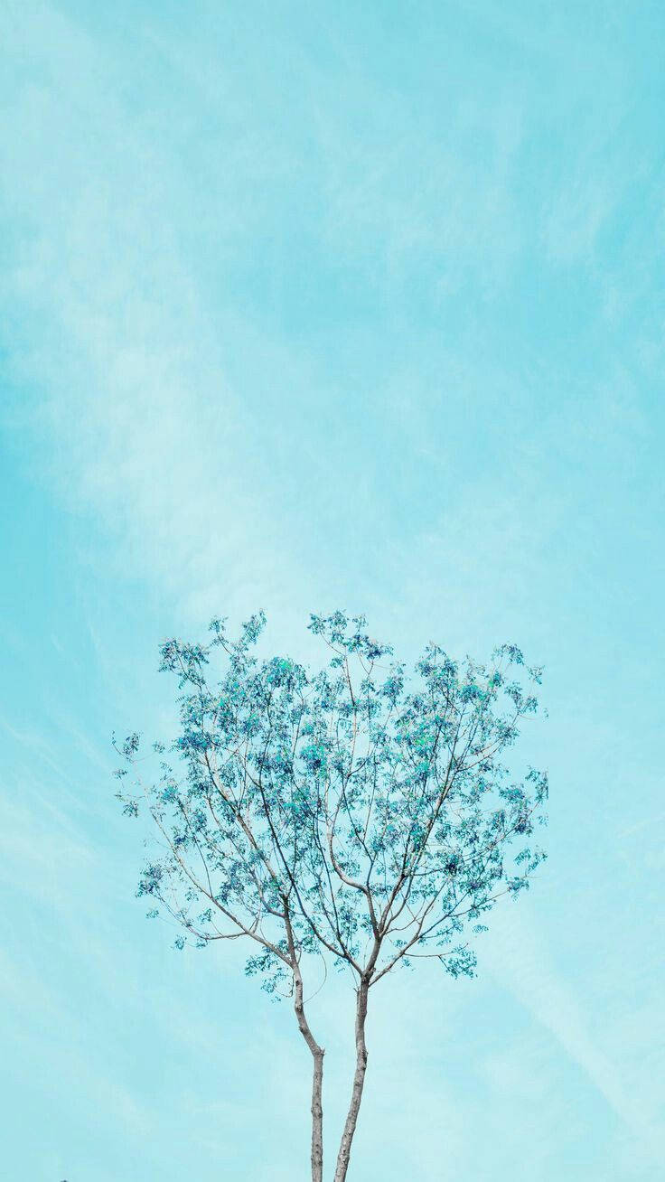 Blue Pastel Aesthetic, lone tree, blue-green leaves, HD Phone Wallpaper