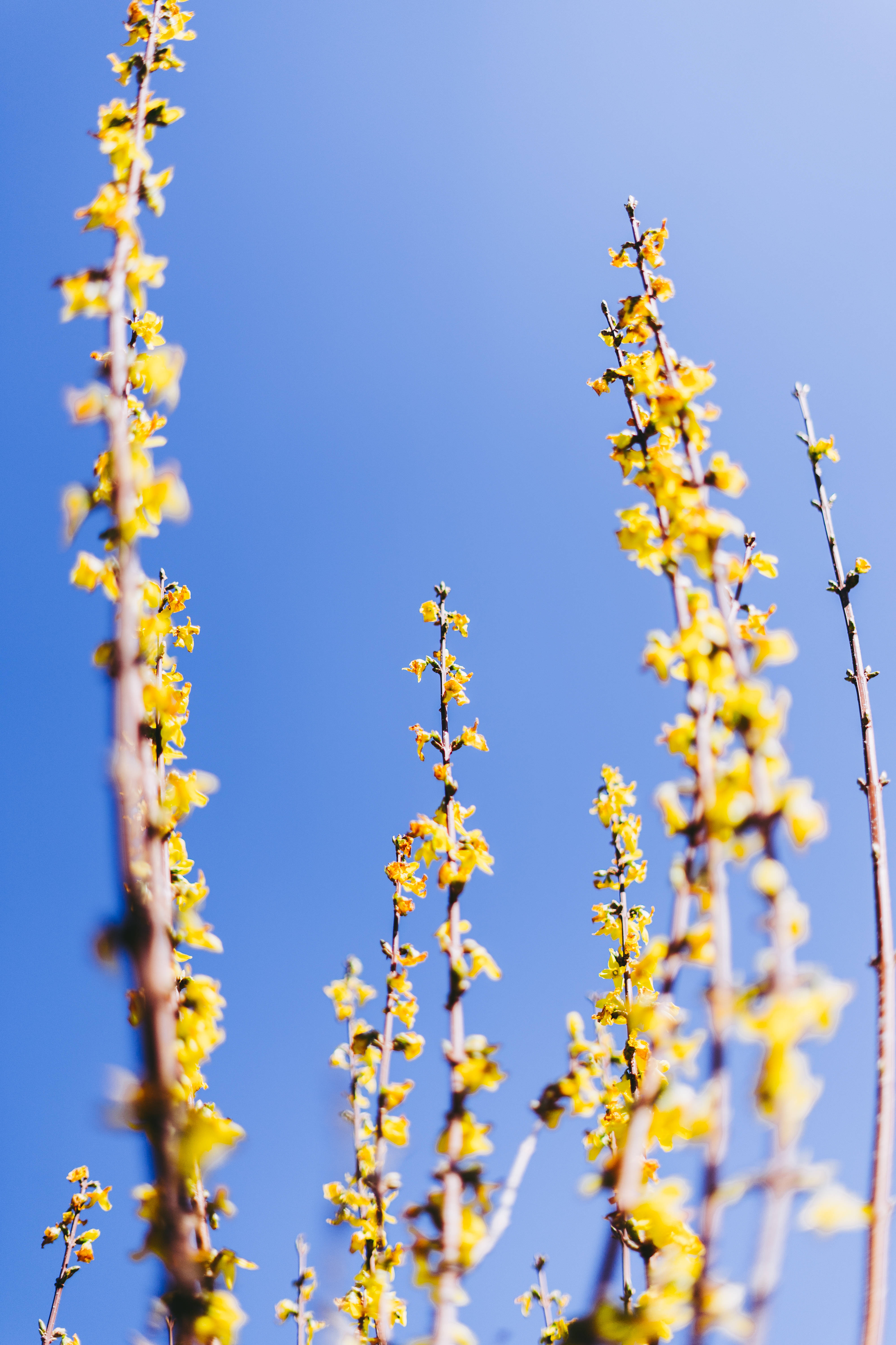 blue pastel aesthetic, yellow forsythia, vivid blue sky, 5K Phone Wallpaper