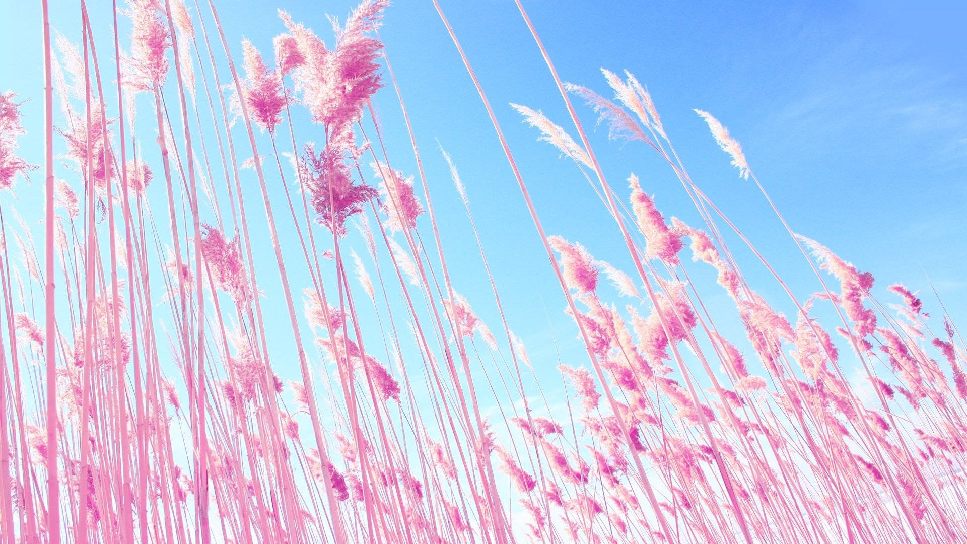 Blue Pastel Aesthetic, pink pampas grass, clear blue sky, Full HD Desktop Wallpaper