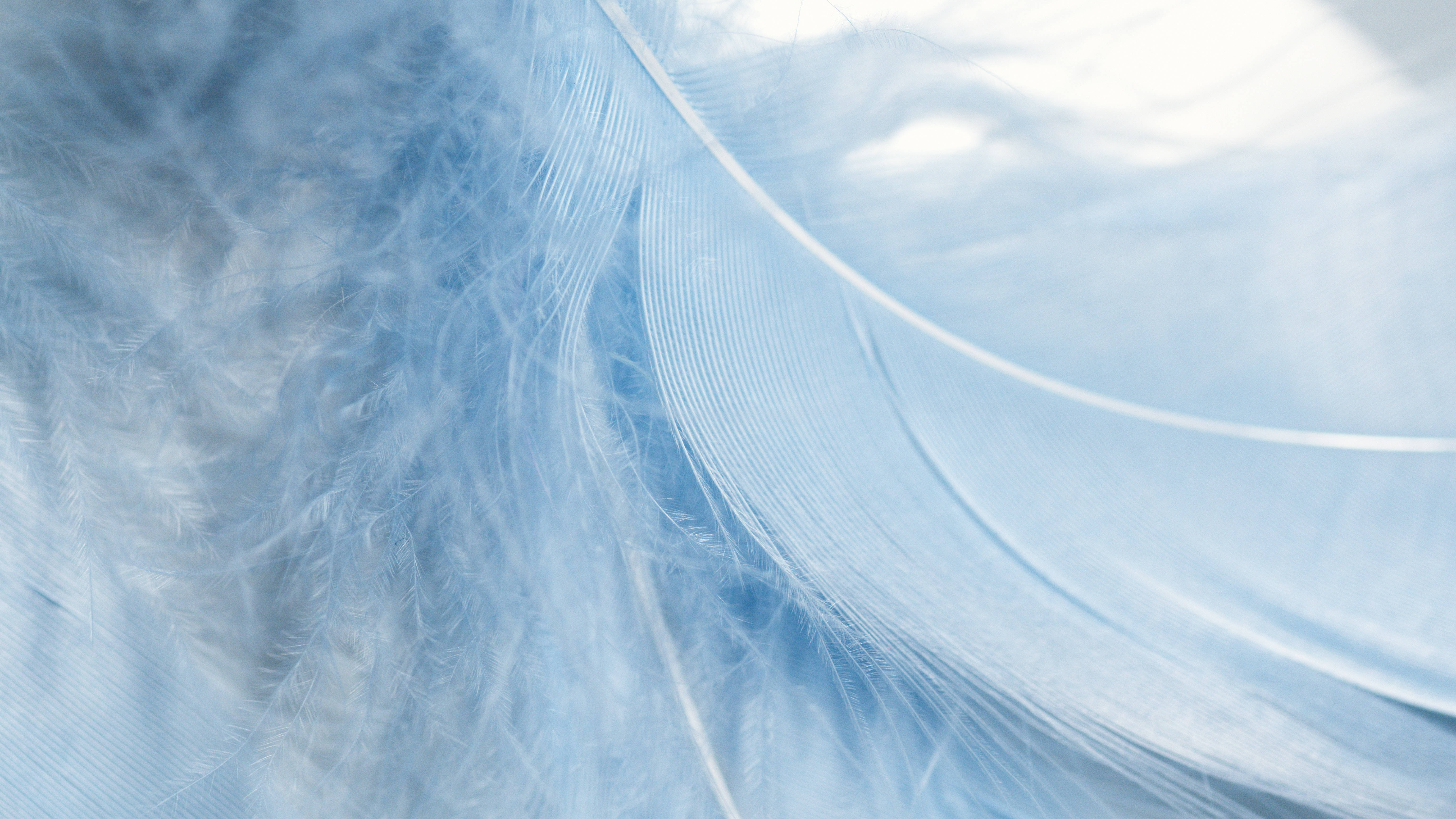 soft light blue feathers, delicate barbs, gentle gradient from white to pale blue, 5K Desktop Wallpaper