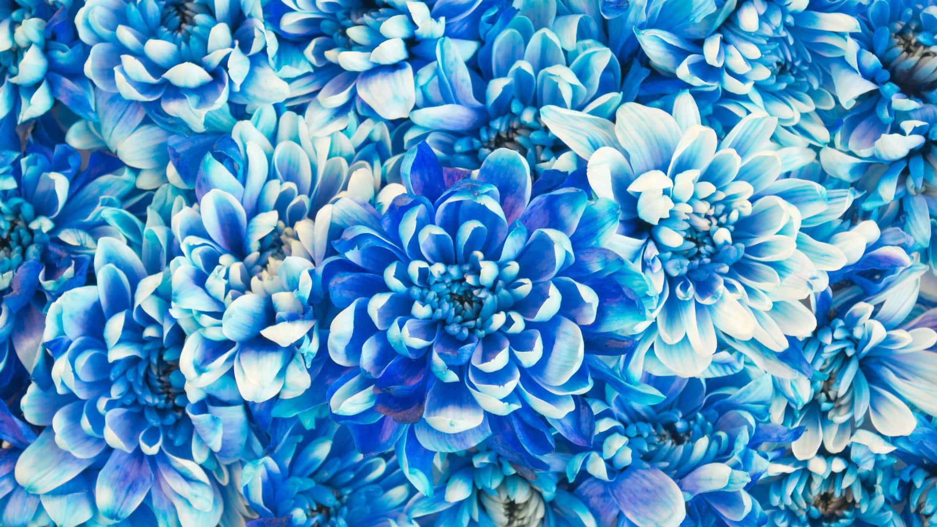 blue floral pattern, vivid blue, white chrysanthemums, Full HD Desktop Wallpaper