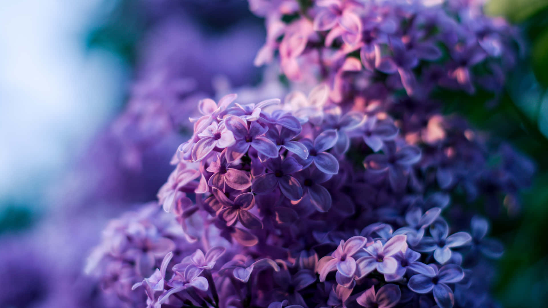 Lilac Flower, Blue Purple Desktop, purple lilac blossoms, Full HD Desktop Wallpaper