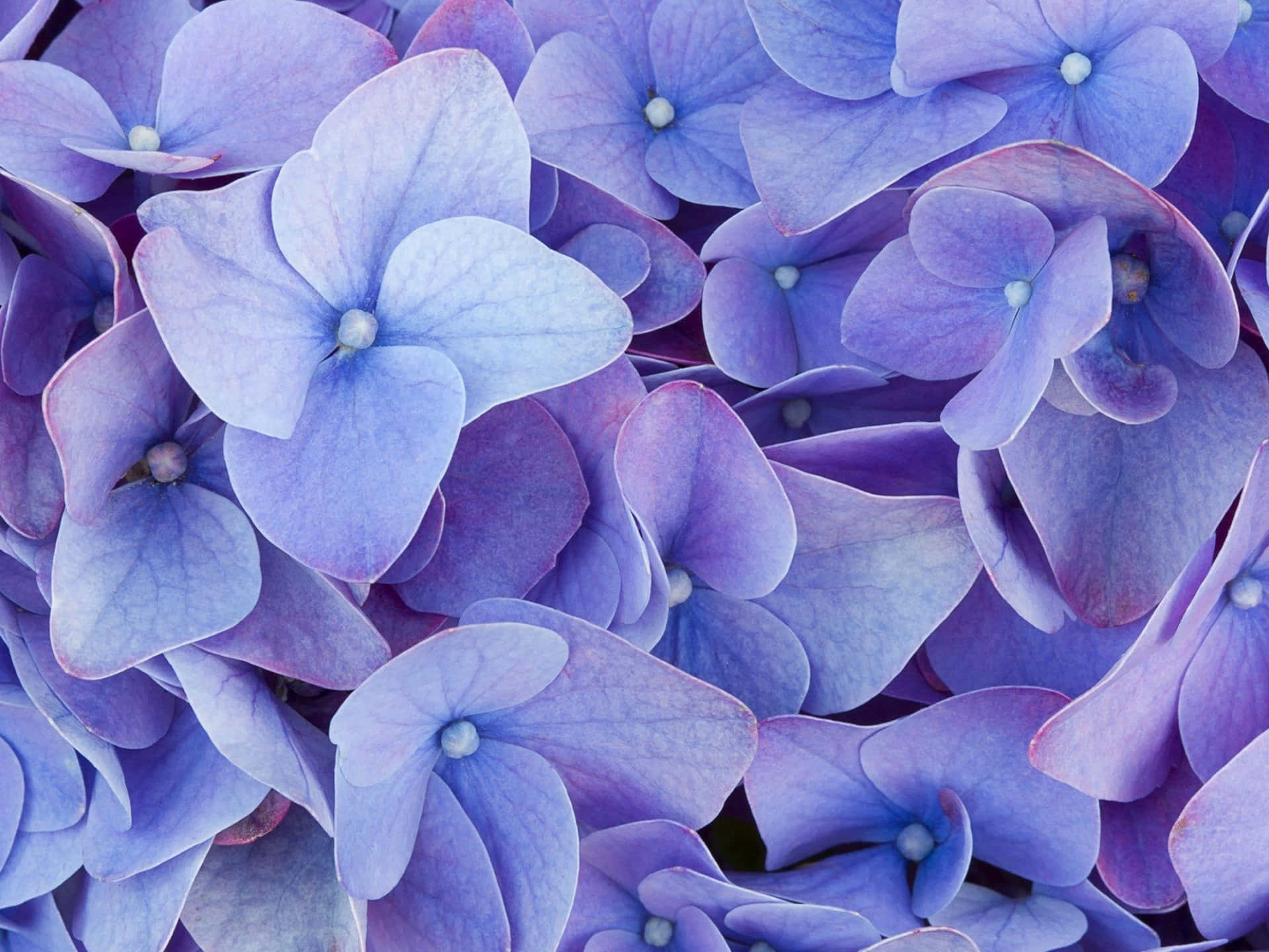 blue, purple, hydrangea blossoms, Full HD Desktop Wallpaper