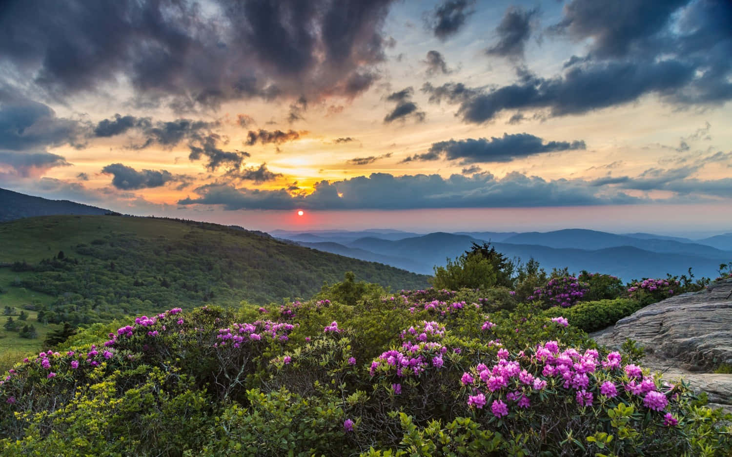Blue Ridge Mountains, rhododendrons, rocky hillside, HD Desktop Wallpaper