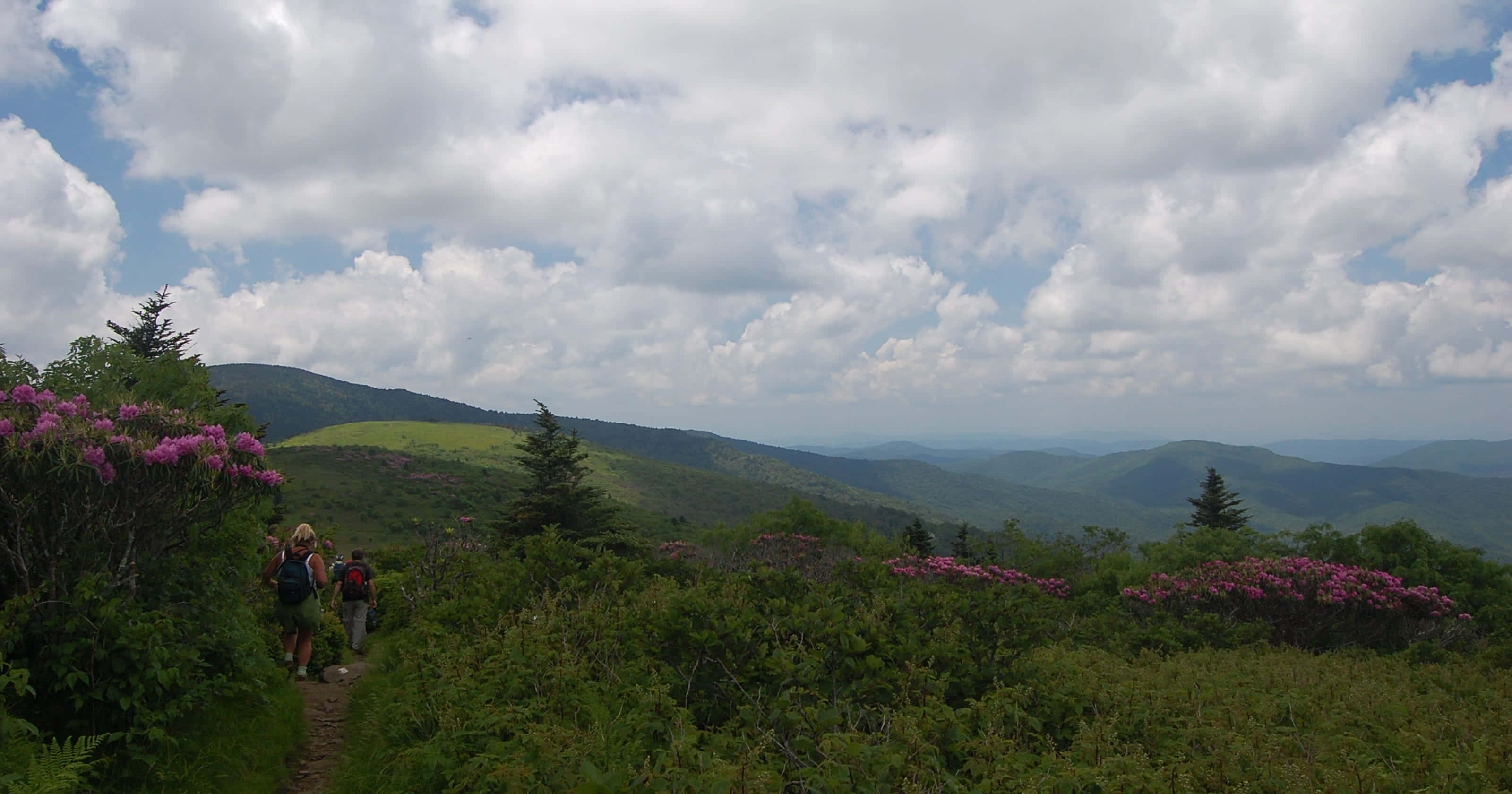 Blue Ridge Mountains, pink rhododendrons, mountain trail, 2K Desktop Wallpaper