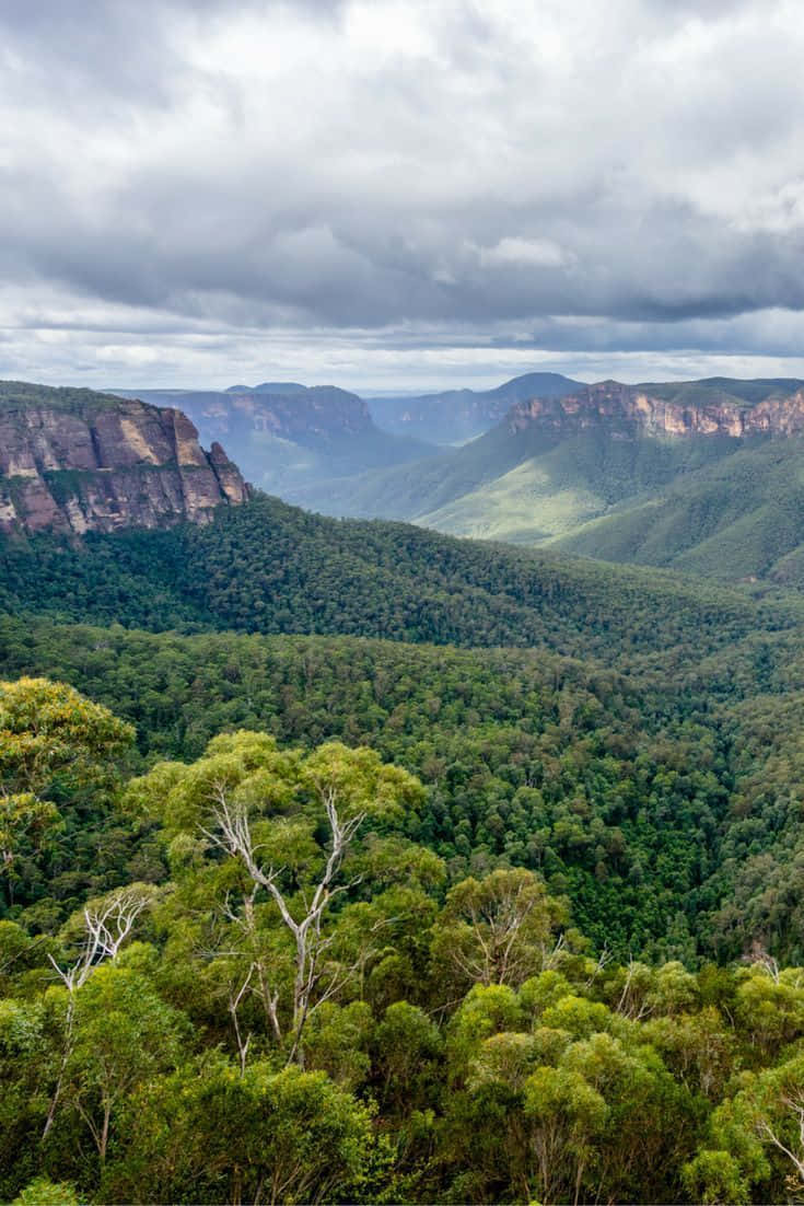 Blue Mountains, lush green valley, towering cliffs, SD Phone Wallpaper