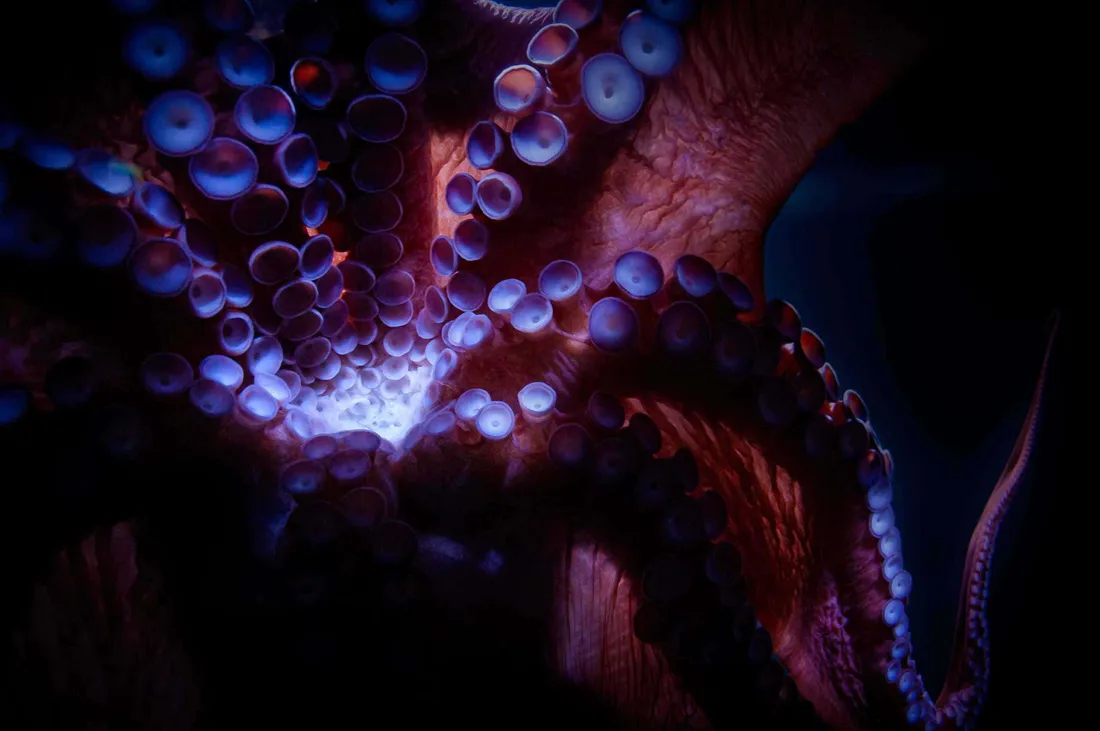 Blue-ringed Octopus