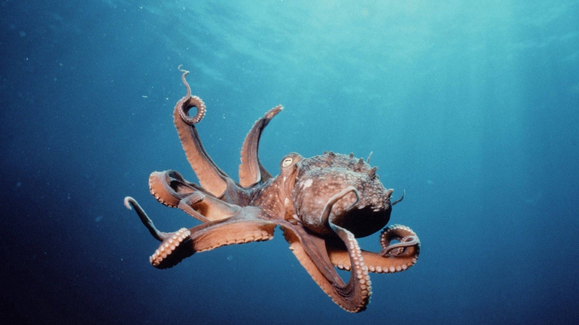 octopus, deep blue ocean, sunlight filtering, Full HD Desktop Wallpaper