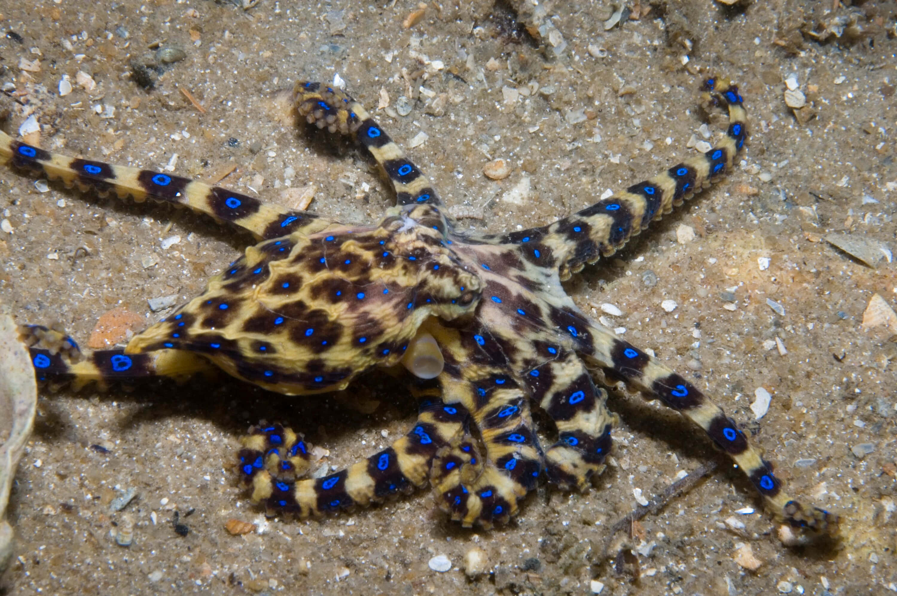 blue-ringed octopus, vibrant blue spots, sandy ocean floor, 2K Desktop Wallpaper