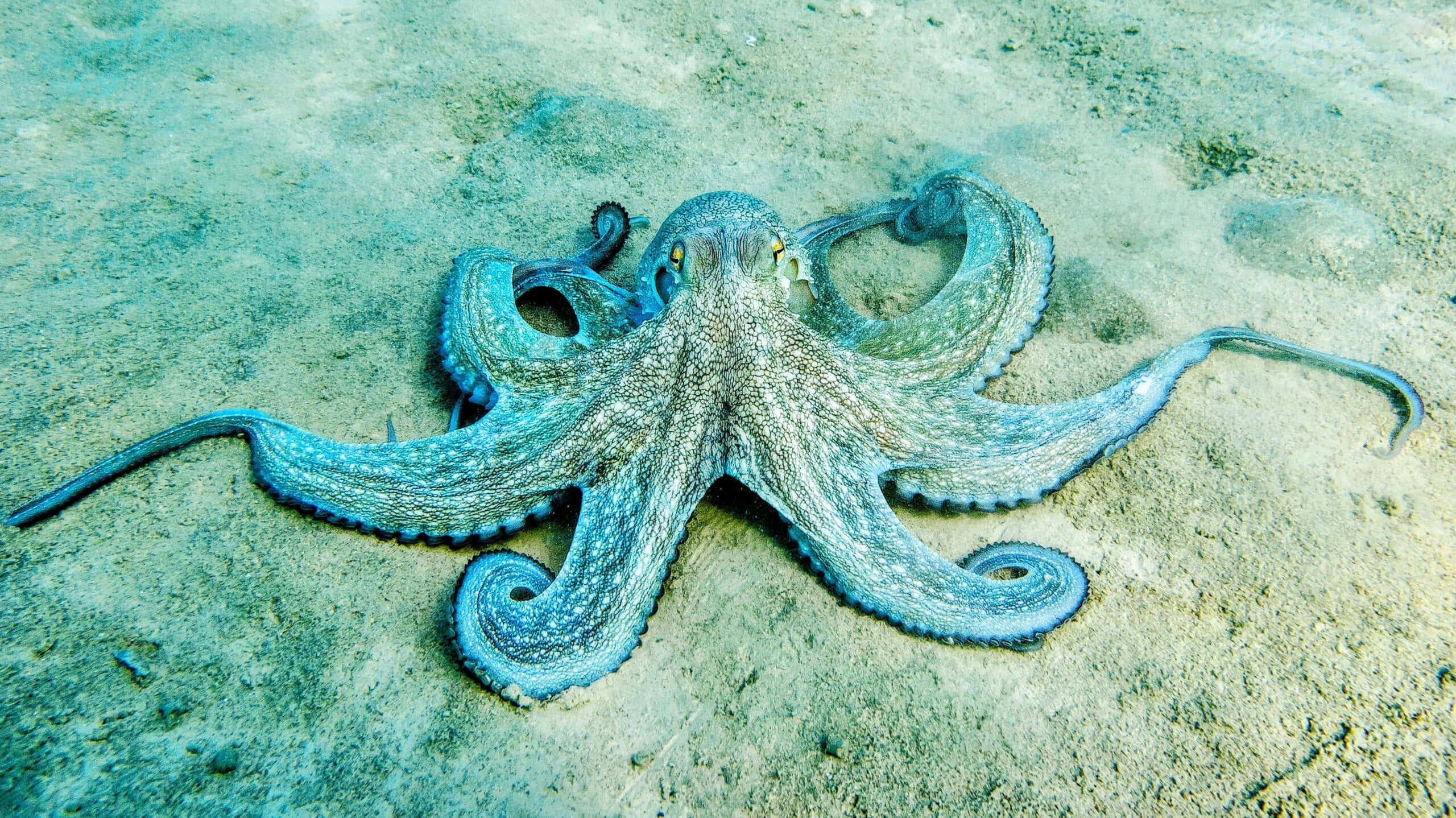blue octopus, sandy ocean floor, textured skin, 2K Desktop Wallpaper