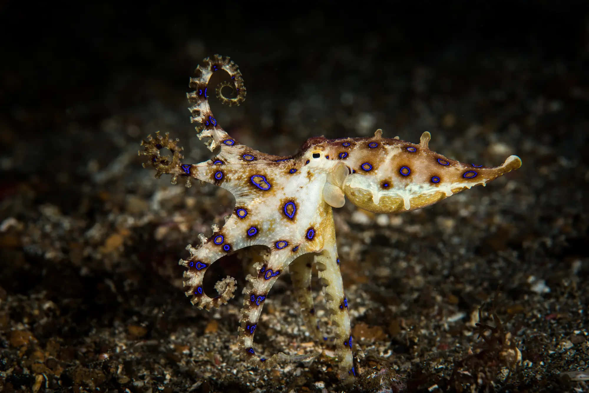 blue-ringed octopus, vibrant blue spots, dark sandy ocean floor, Full HD Desktop Wallpaper