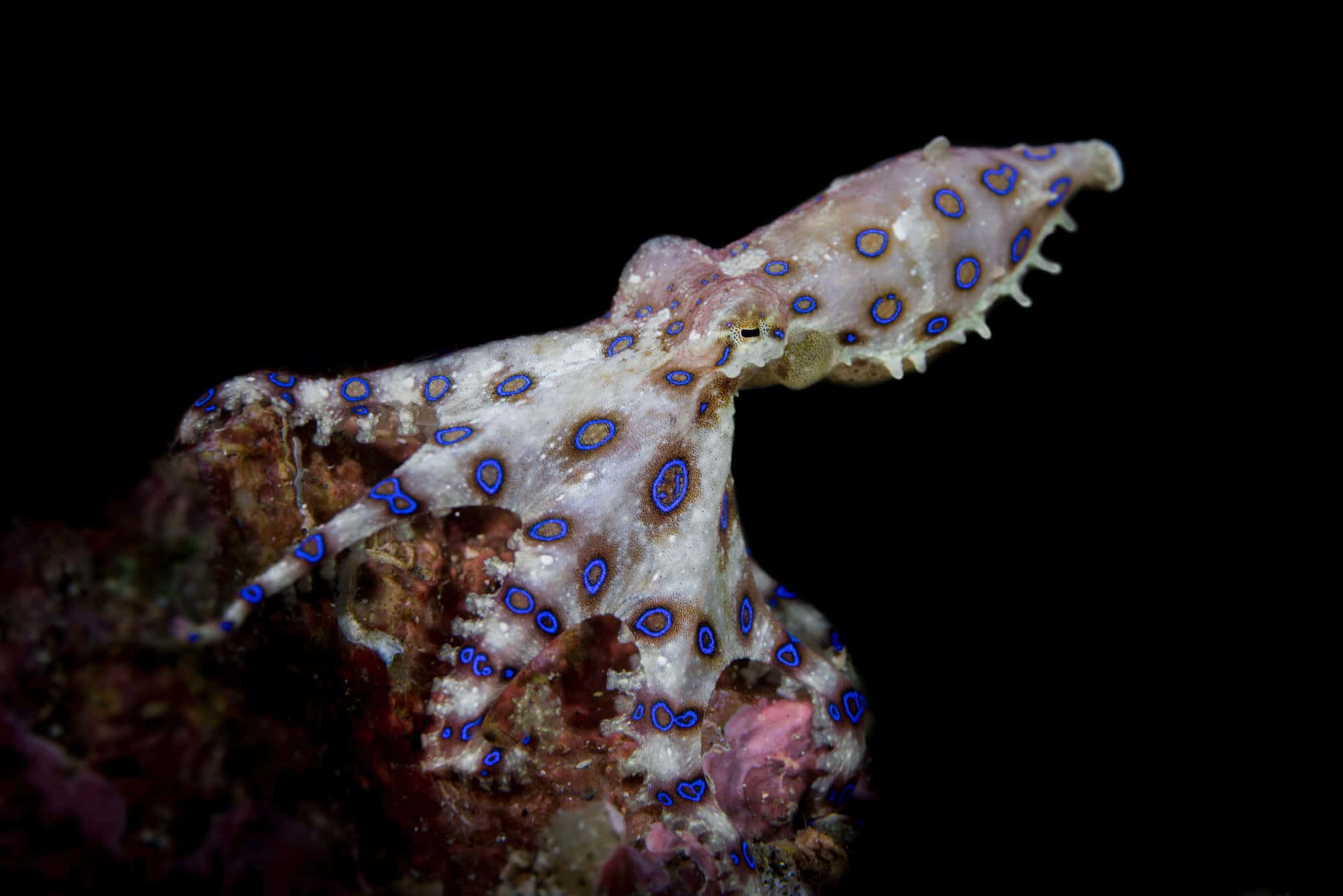 blue-ringed octopus, vivid blue circles, textured coral reef, Full HD Desktop Wallpaper