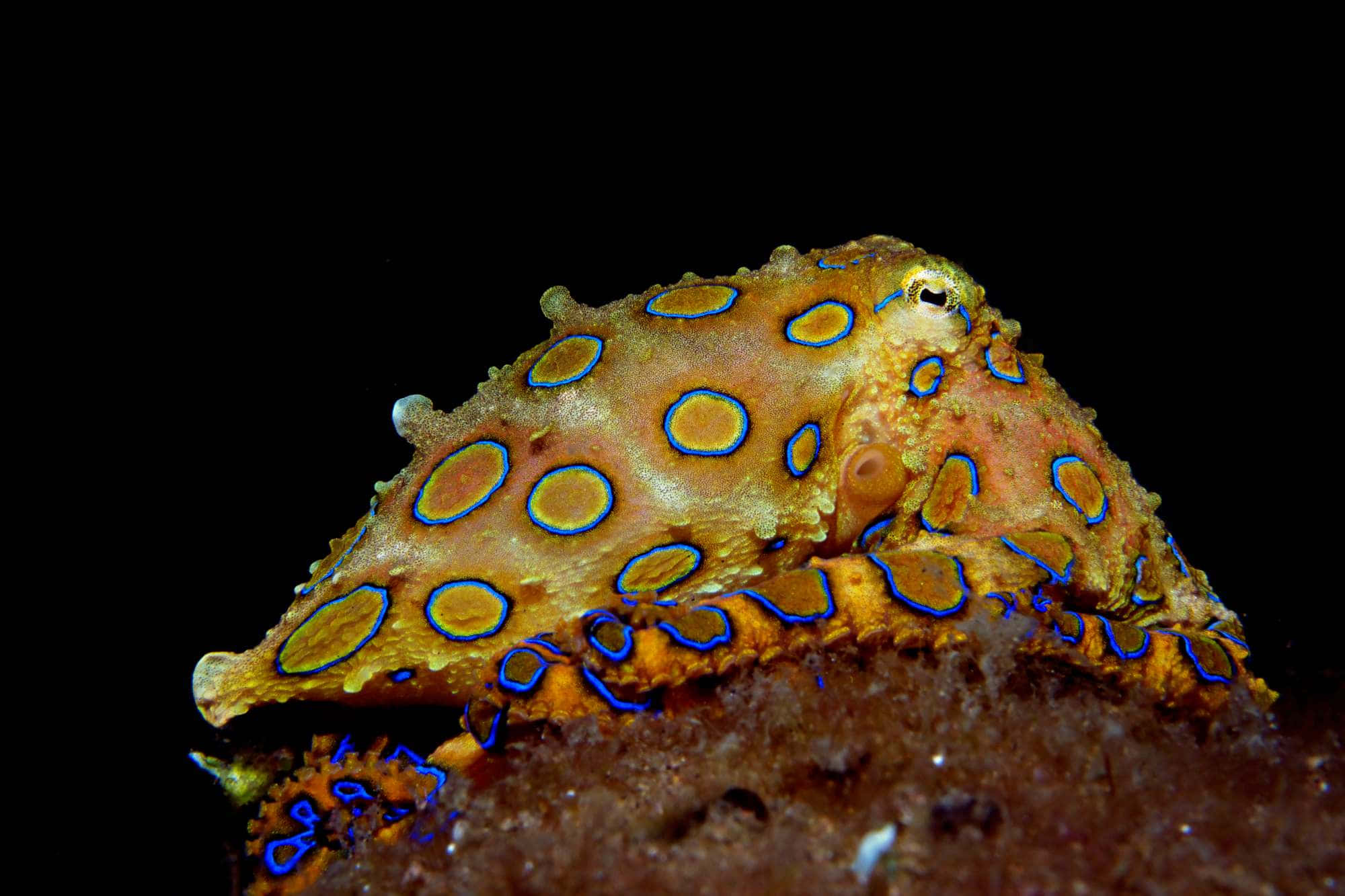 blue-ringed octopus, glowing blue circles, sandy seabed, Full HD Desktop Wallpaper