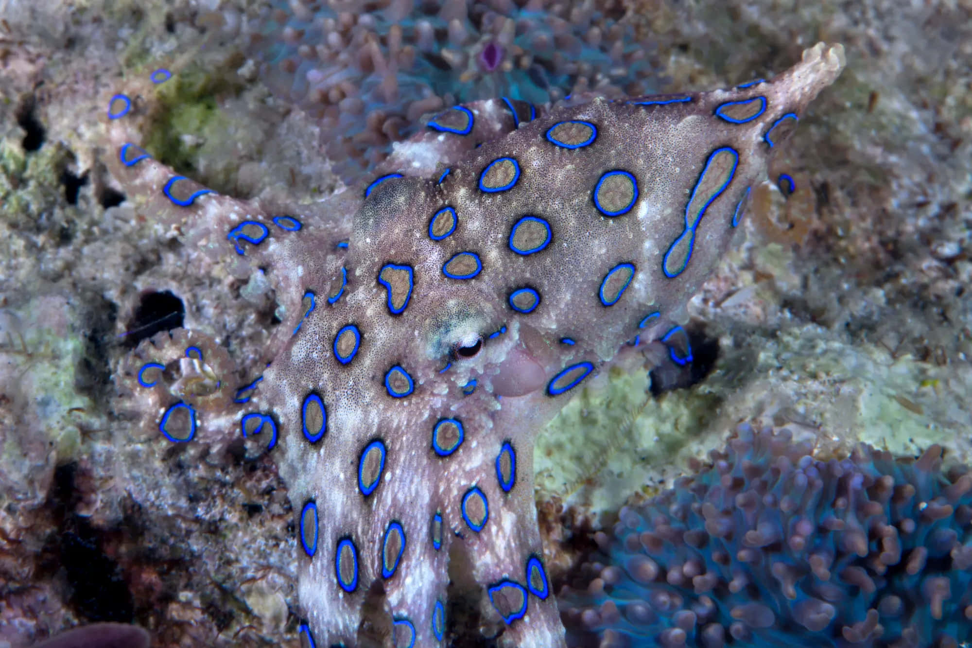 blue-ringed octopus, vivid blue circles, textured coral reef, Full HD Desktop Wallpaper