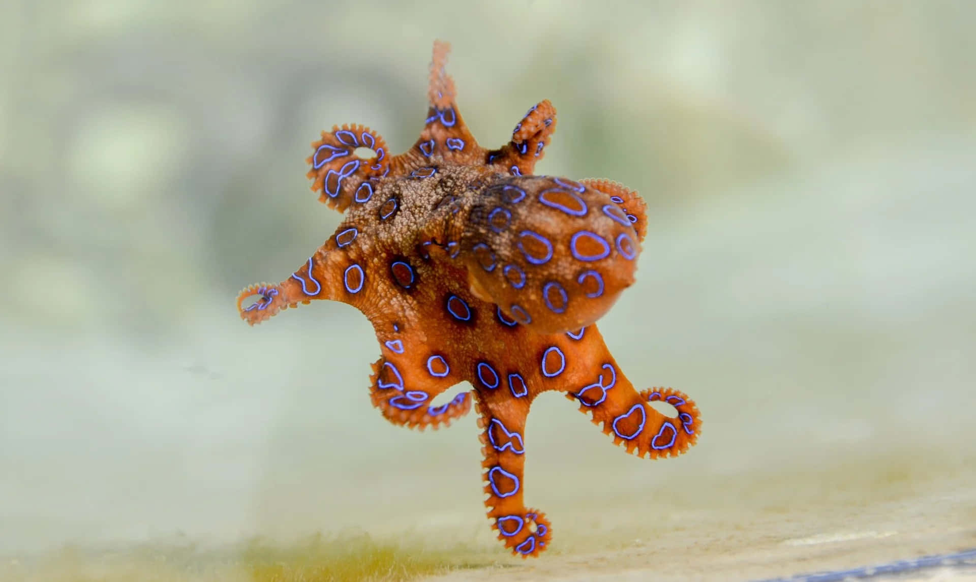 Blue-ringed Octopus, orange body, electric blue circles, Full HD Desktop Wallpaper