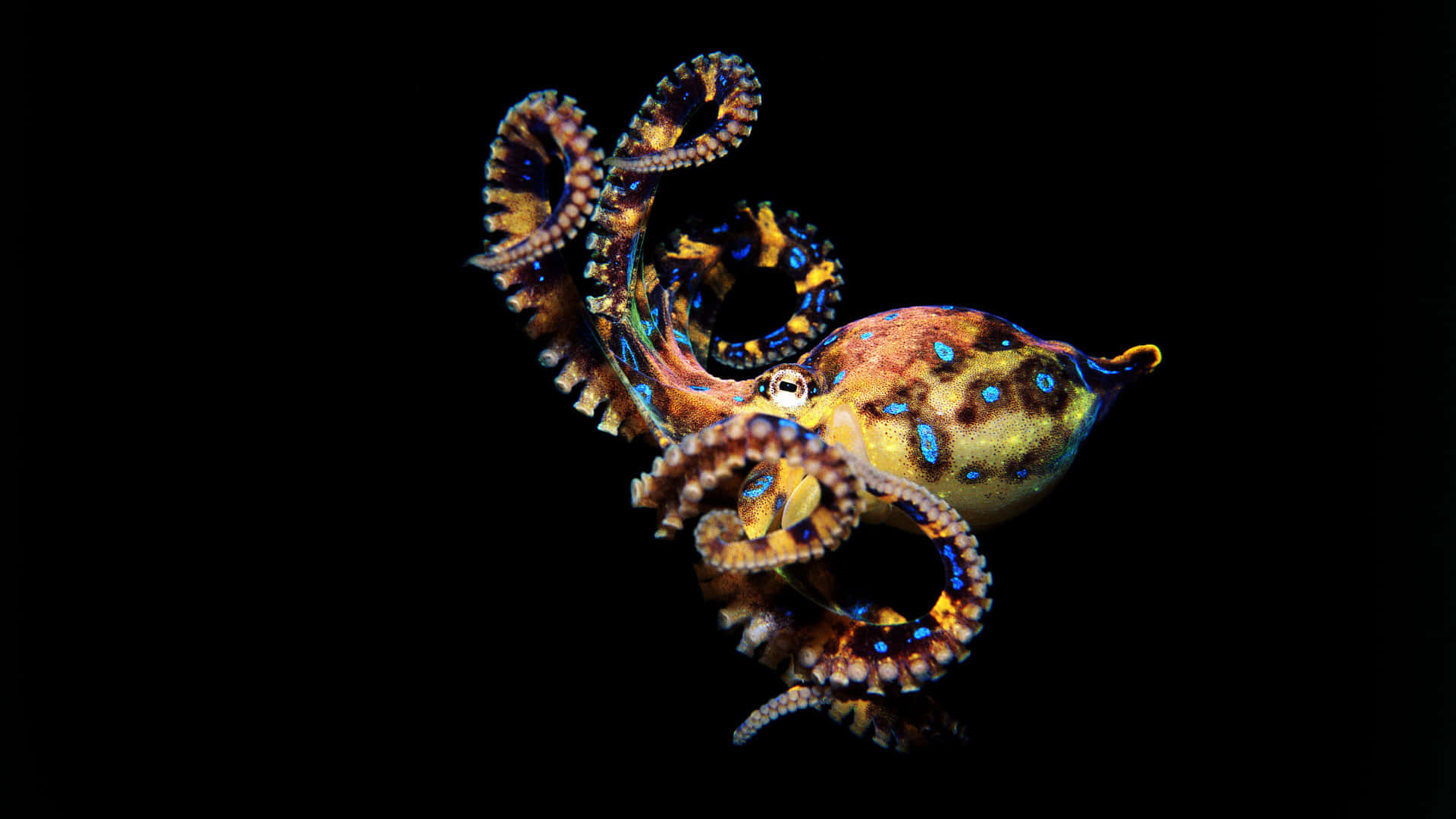 Blue Ringed Octopus, blue and gold spotted, curled tentacles, Full HD Desktop Wallpaper