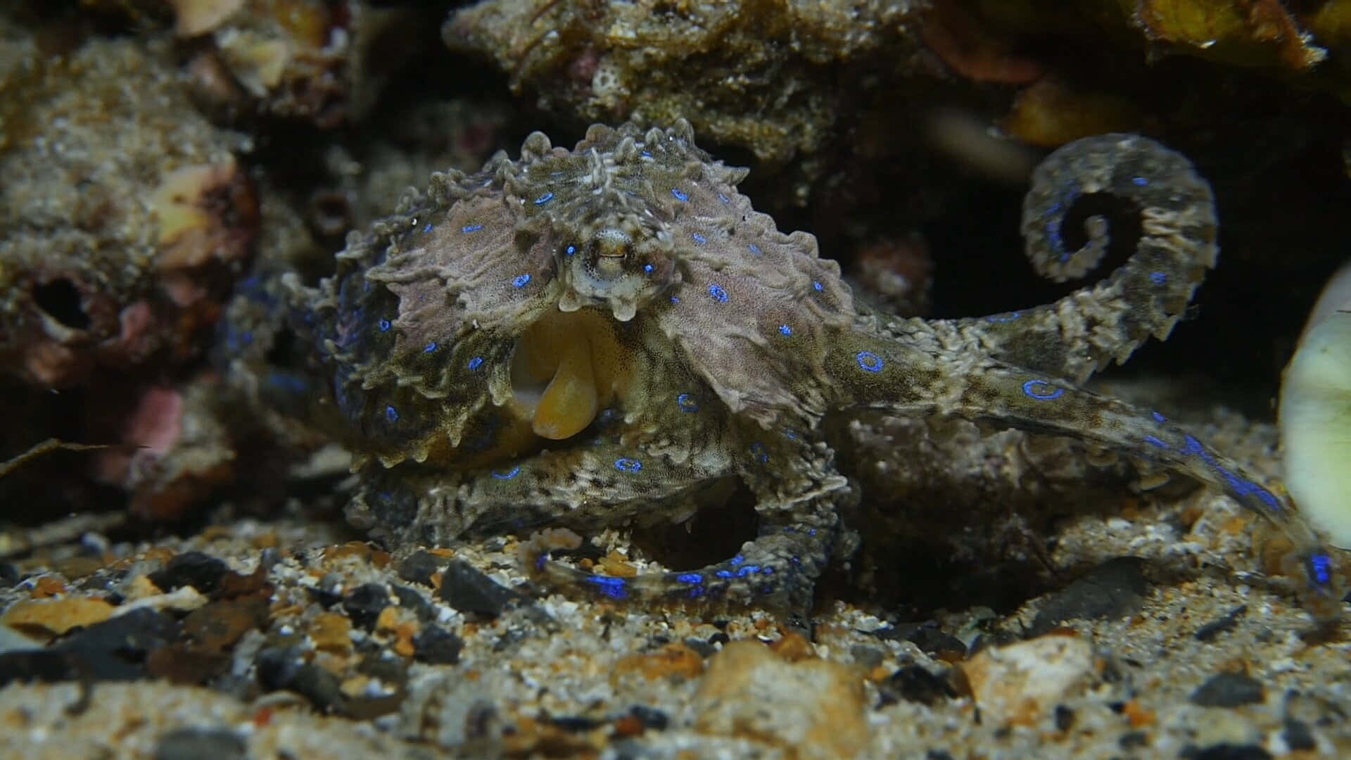 blue-ringed octopus, sandy seabed, rocks, Full HD Desktop Wallpaper