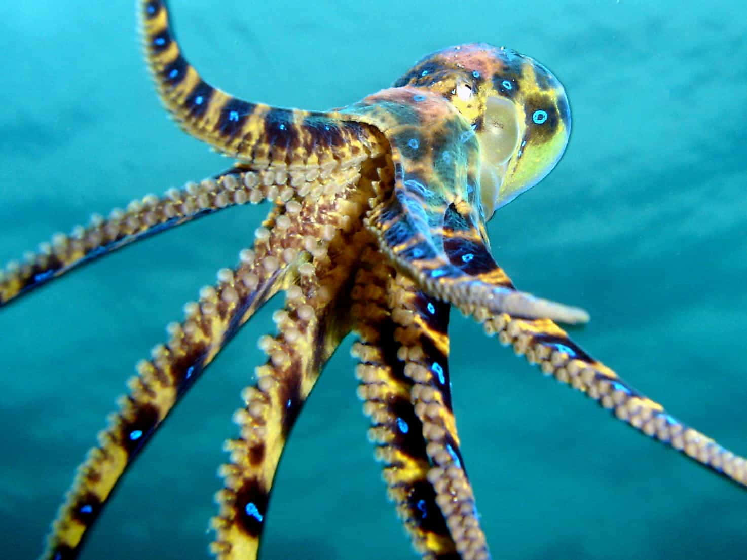 blue-ringed octopus, yellow brown and blue patterns, turquoise ocean water, HD Desktop Wallpaper