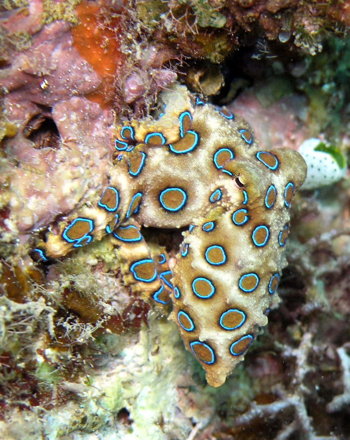 blue-ringed octopus, coral reef, orange, HD Phone Wallpaper
