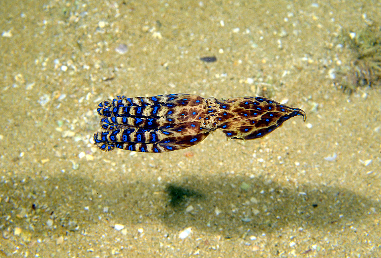 blue-ringed octopus, sandy ocean floor, pebbles, HD Desktop Wallpaper