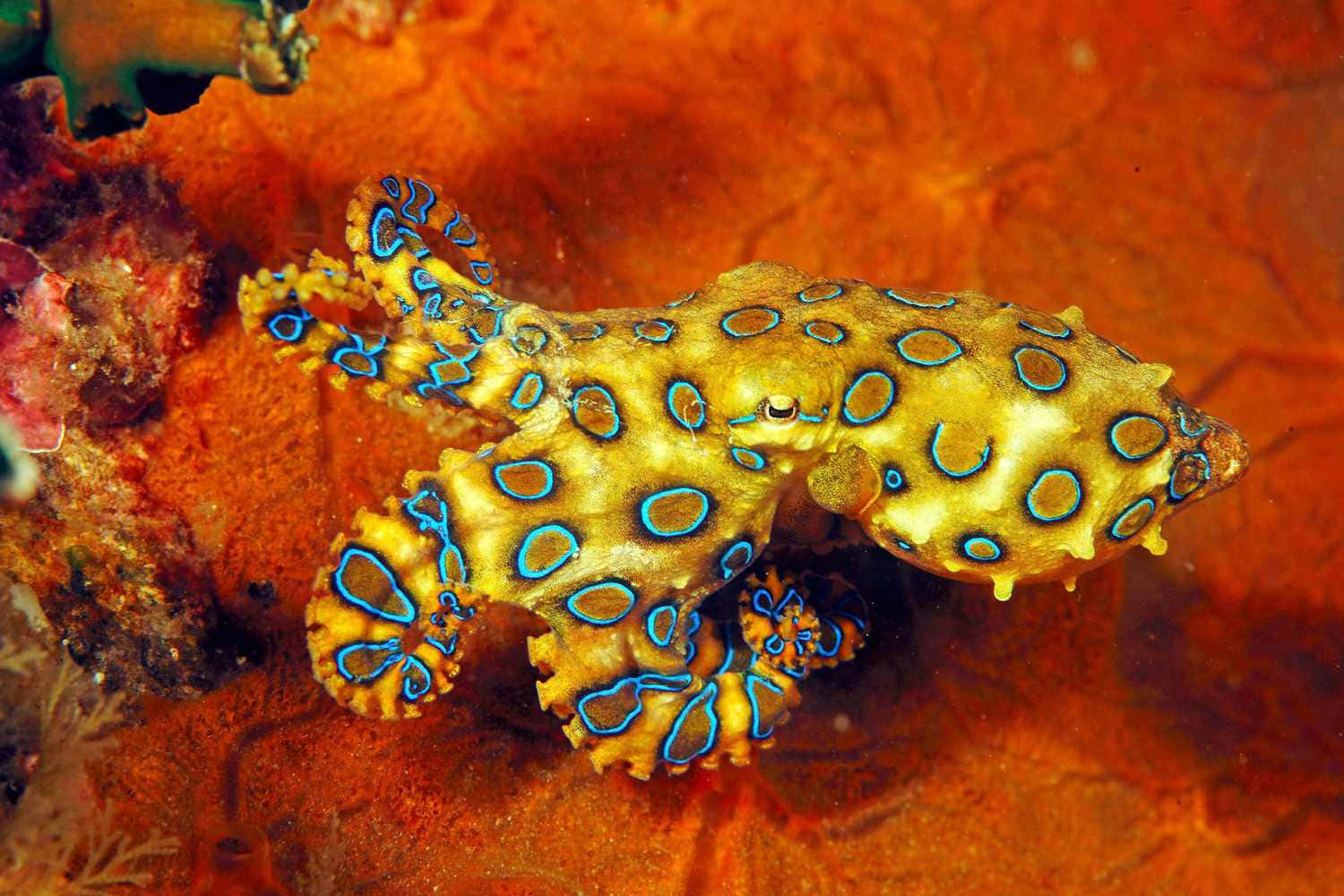 blue-ringed octopus, vibrant yellow body, electric blue rings, HD Desktop Wallpaper