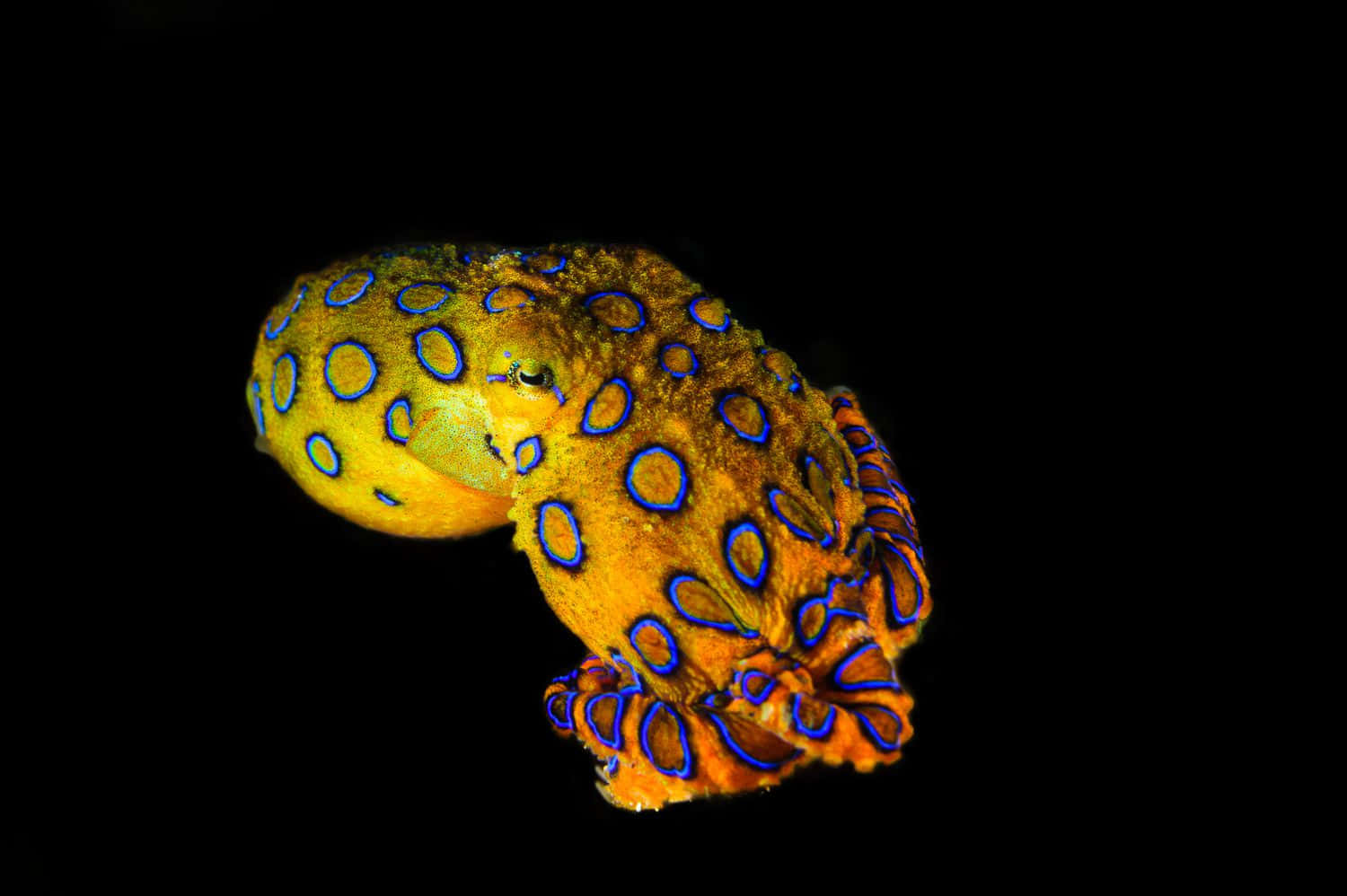 blue-ringed octopus, glowing blue circles, yellow-orange body, HD Desktop Wallpaper