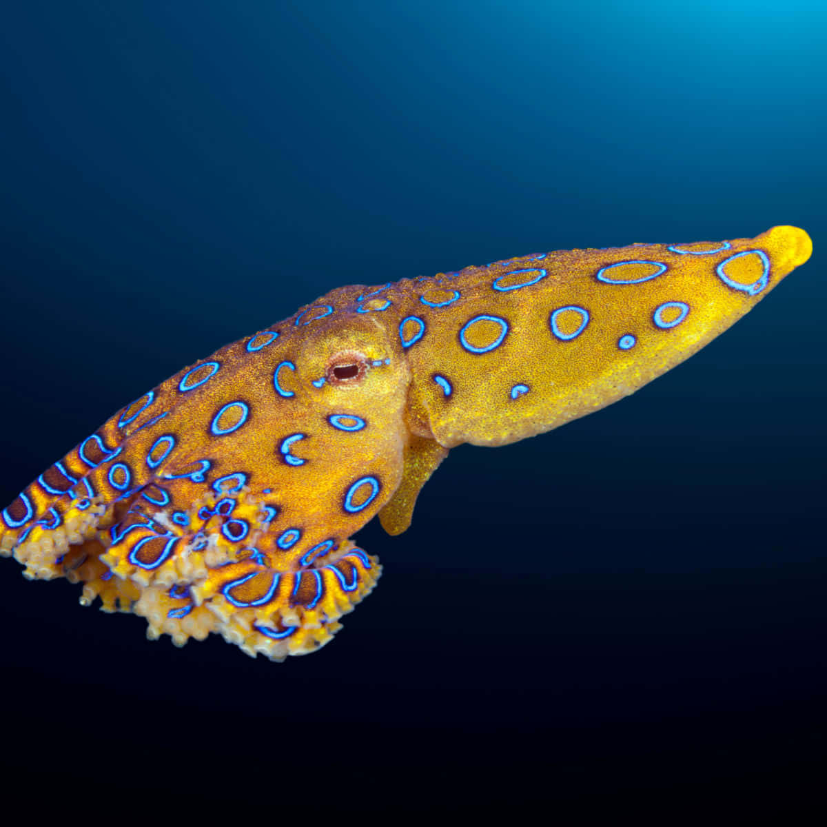 blue-ringed octopus, vibrant yellow, deep blue ocean water, SD Desktop Wallpaper