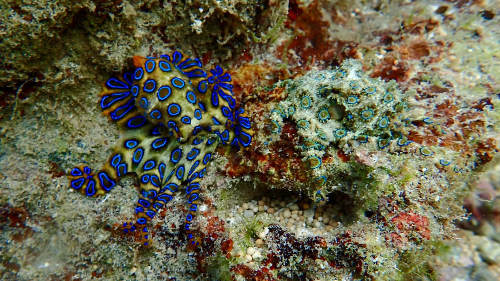 blue-ringed octopus, vibrant blue circles, textured coral reef floor, HD Desktop Wallpaper