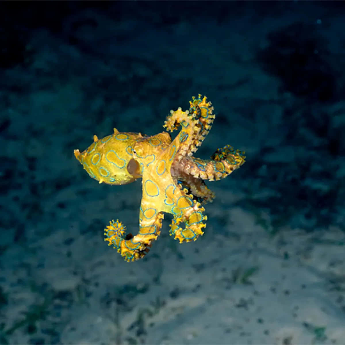 Blue-ringed Octopus, deep ocean waters, sandy seabed, SD Desktop Wallpaper