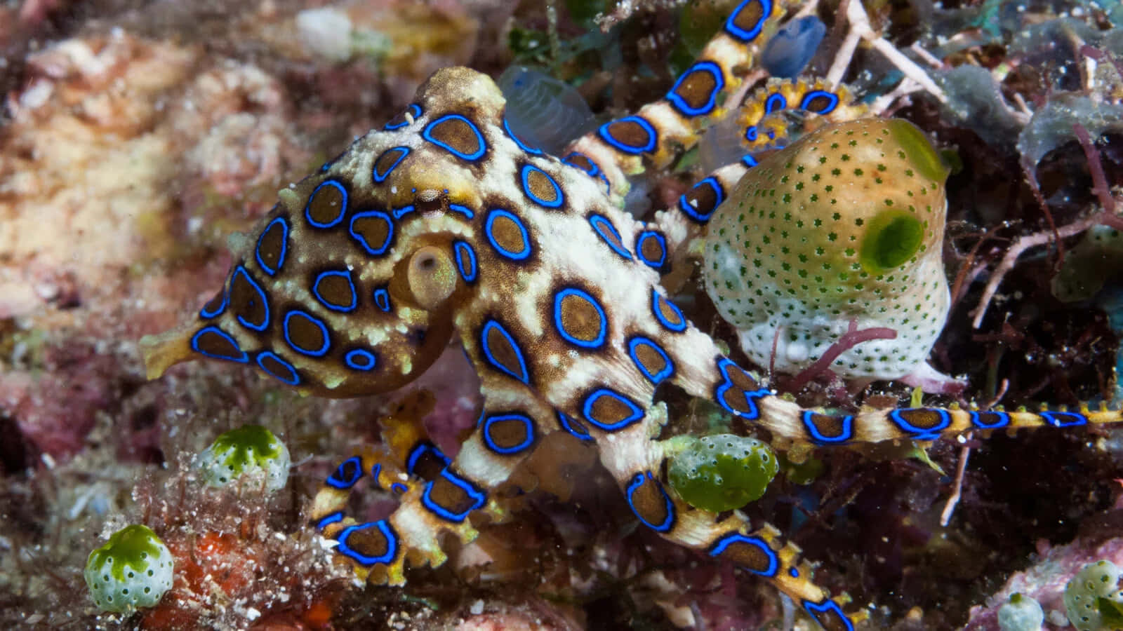 blue-ringed octopus, vibrant blue circles, coral reef, HD Desktop Wallpaper
