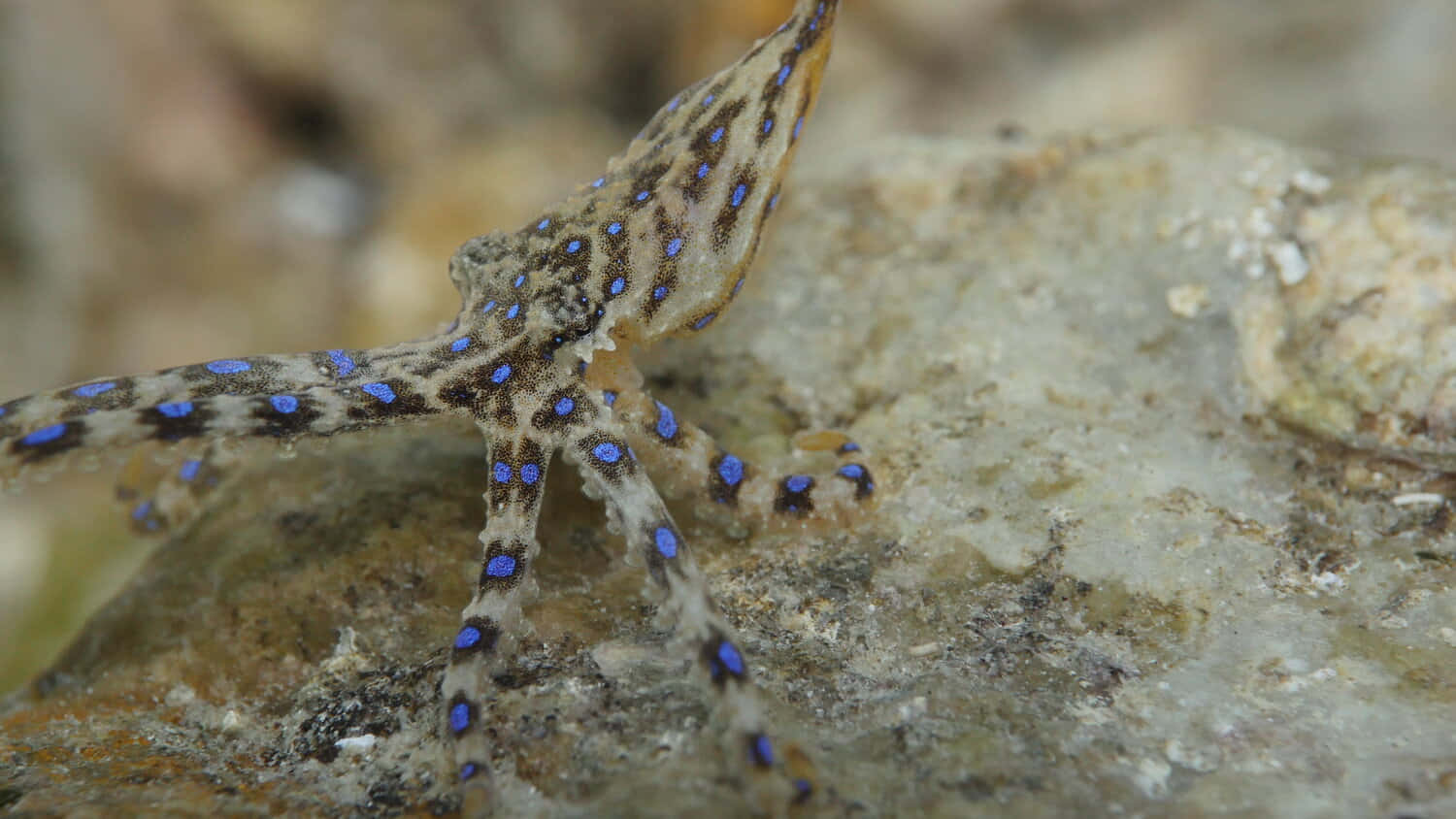 blue-ringed octopus, blue-spotted octopus, patterned arms, HD Desktop Wallpaper