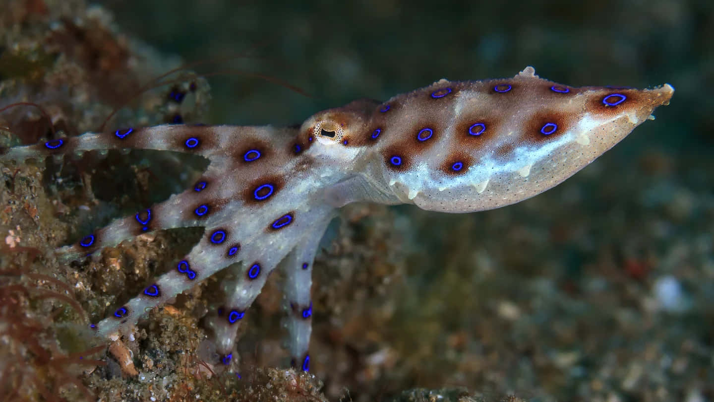 blue-ringed octopus, vivid blue circles, pale body, HD Desktop Wallpaper