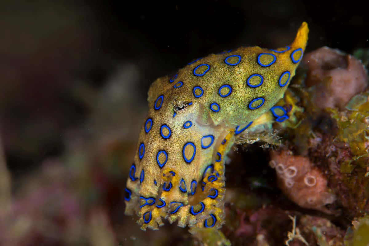 blue-ringed octopus, vibrant yellow and blue spots, colorful coral, SD Desktop Wallpaper