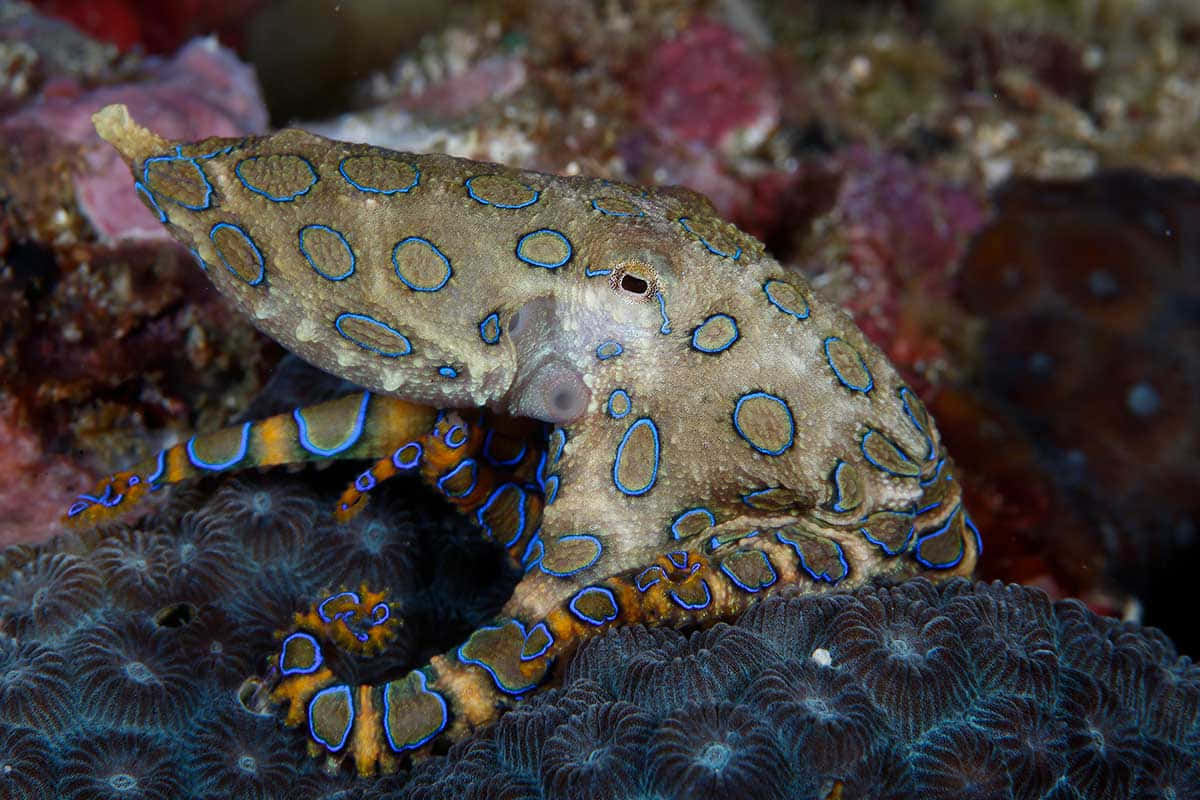 blue-ringed octopus, glowing blue circles, dark coral, SD Desktop Wallpaper