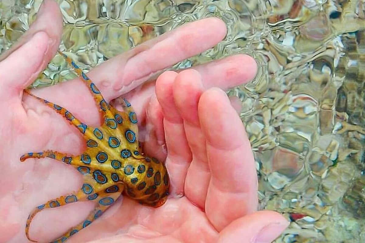 blue-ringed octopus, vibrant orange and blue spots, cupped human hands, SD Desktop Wallpaper