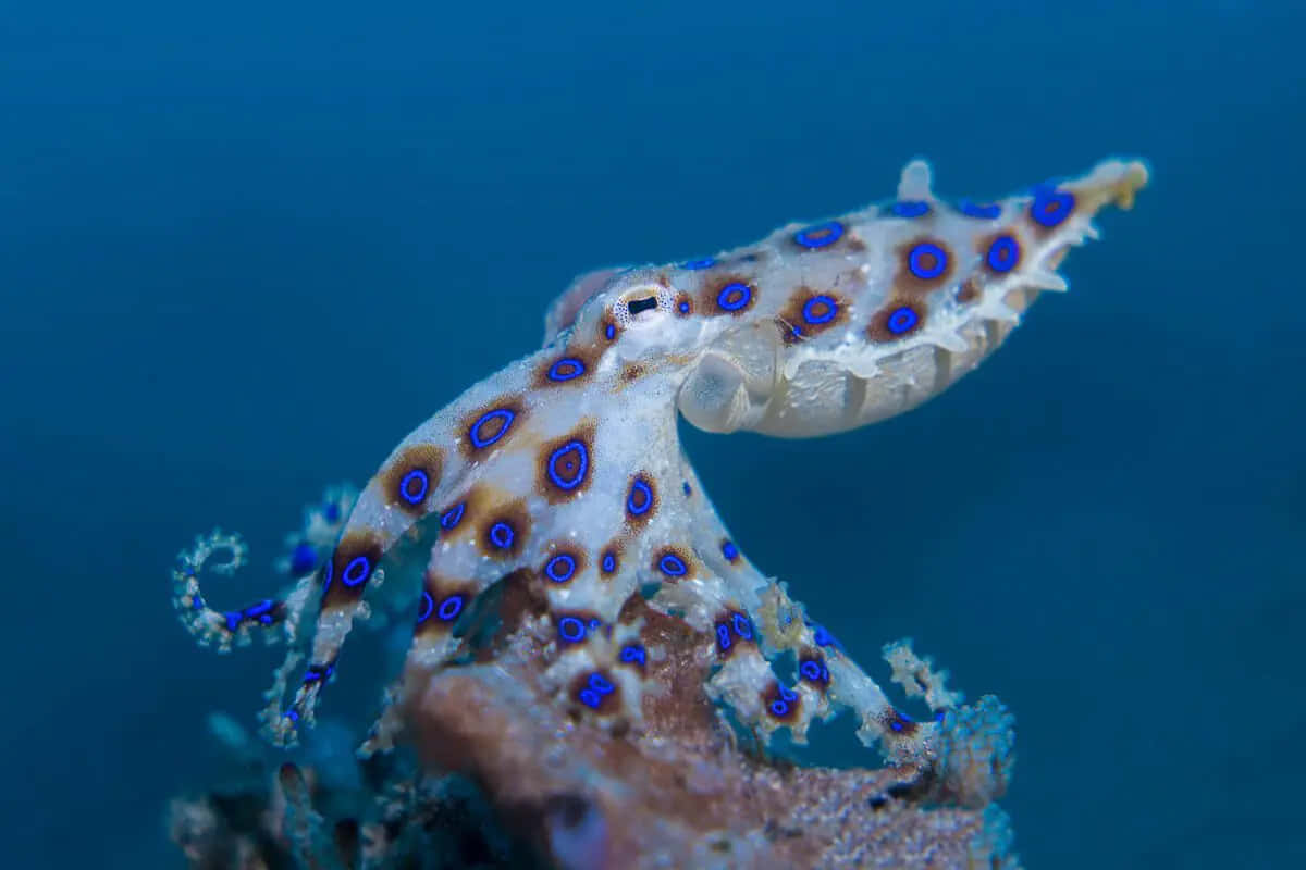 blue-ringed octopus, vivid blue and brown spots, coral, SD Desktop Wallpaper