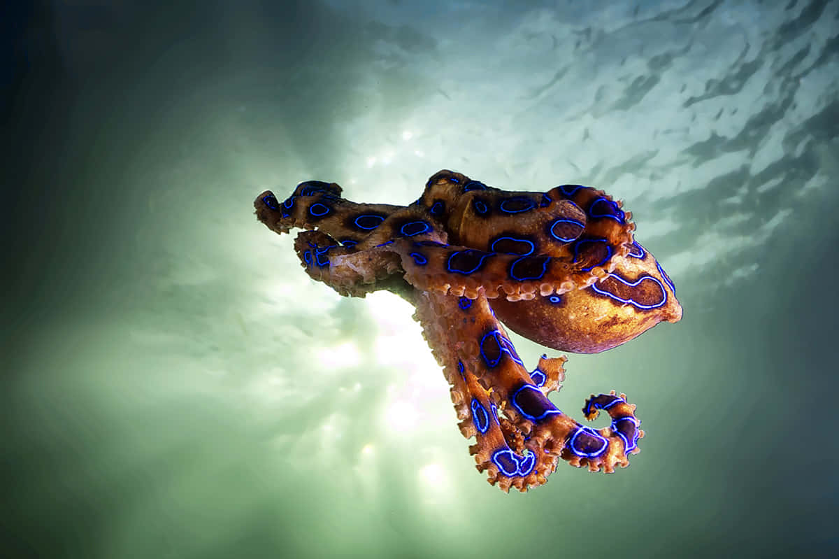 blue-ringed octopus, sunlit greenish water, vibrant blue rings, SD Desktop Wallpaper