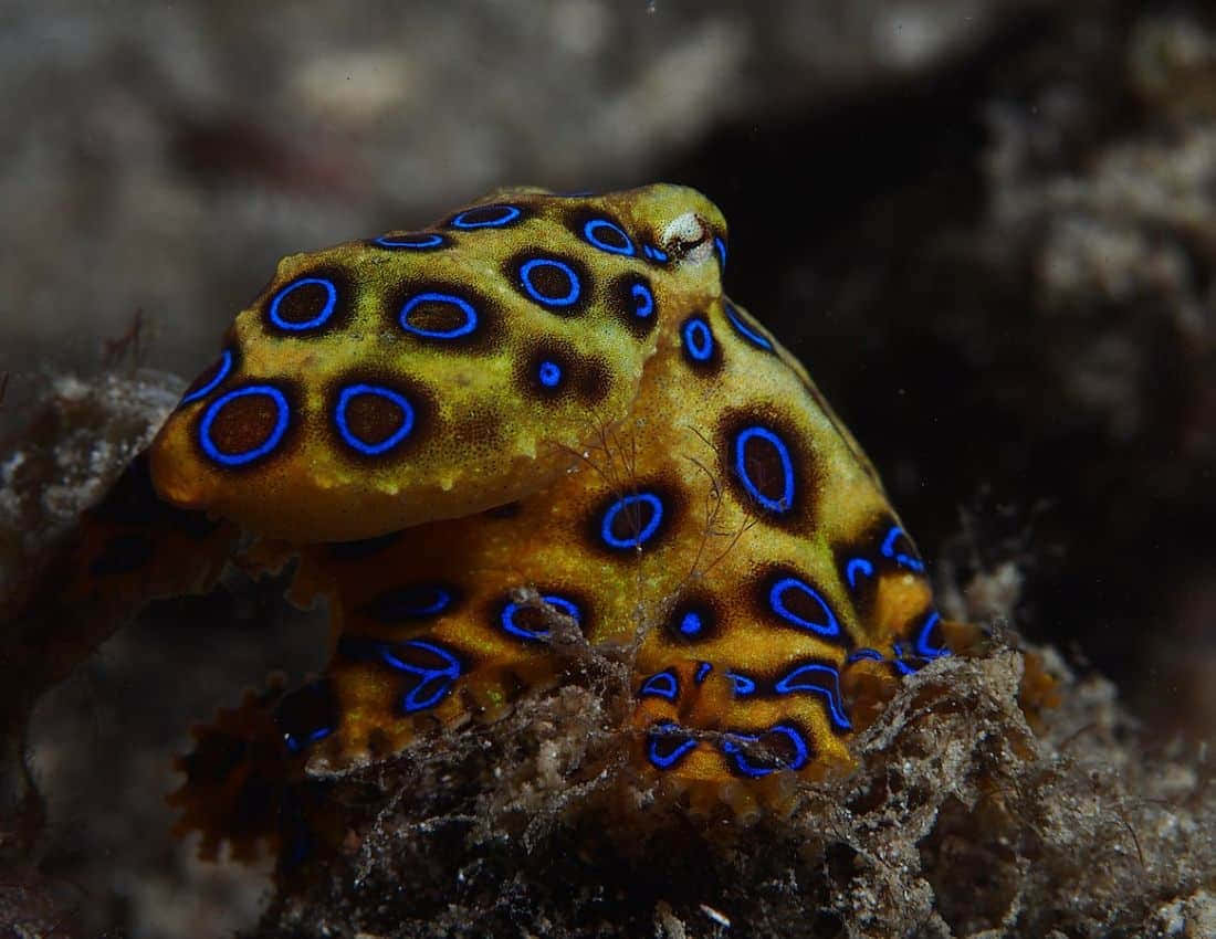 blue-ringed octopus, vibrant yellow skin, electric blue circles, SD Desktop Wallpaper